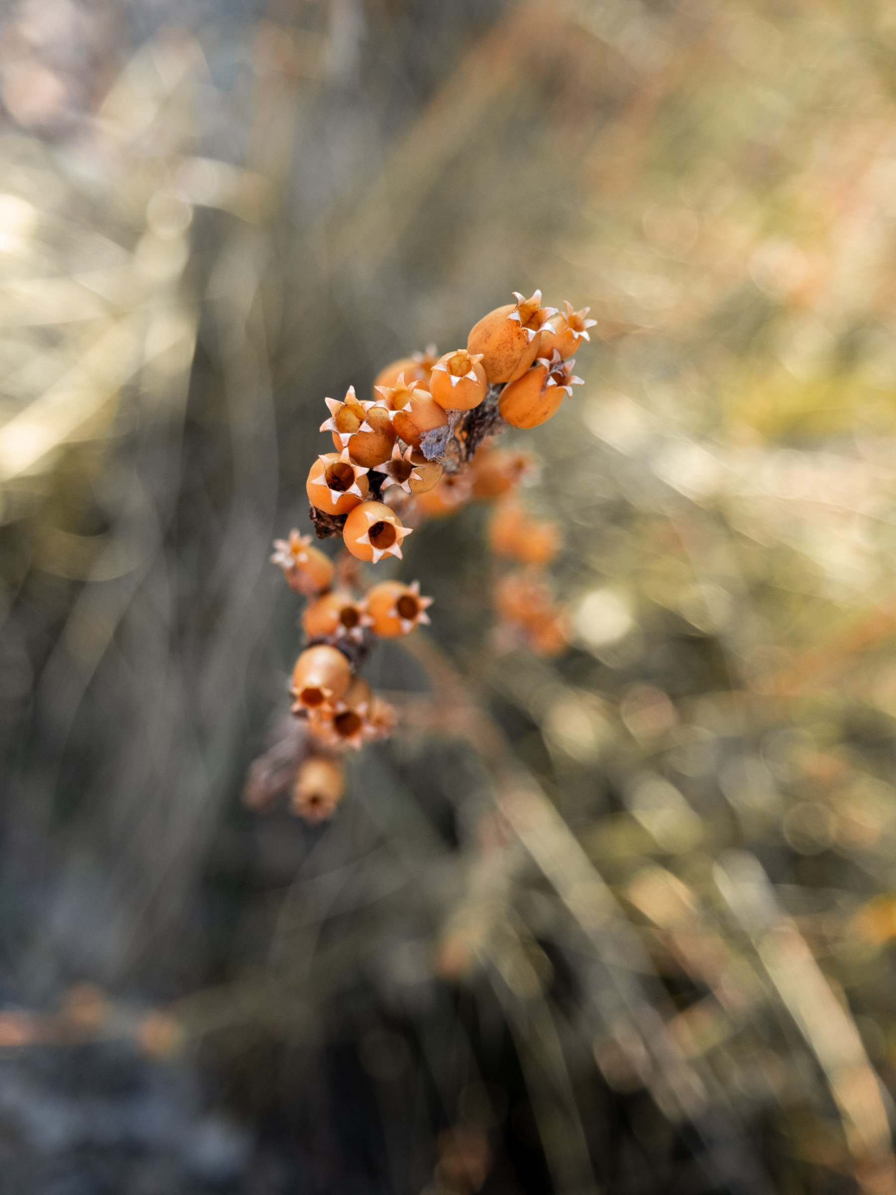 julia-camardese-transitions-08.jpg