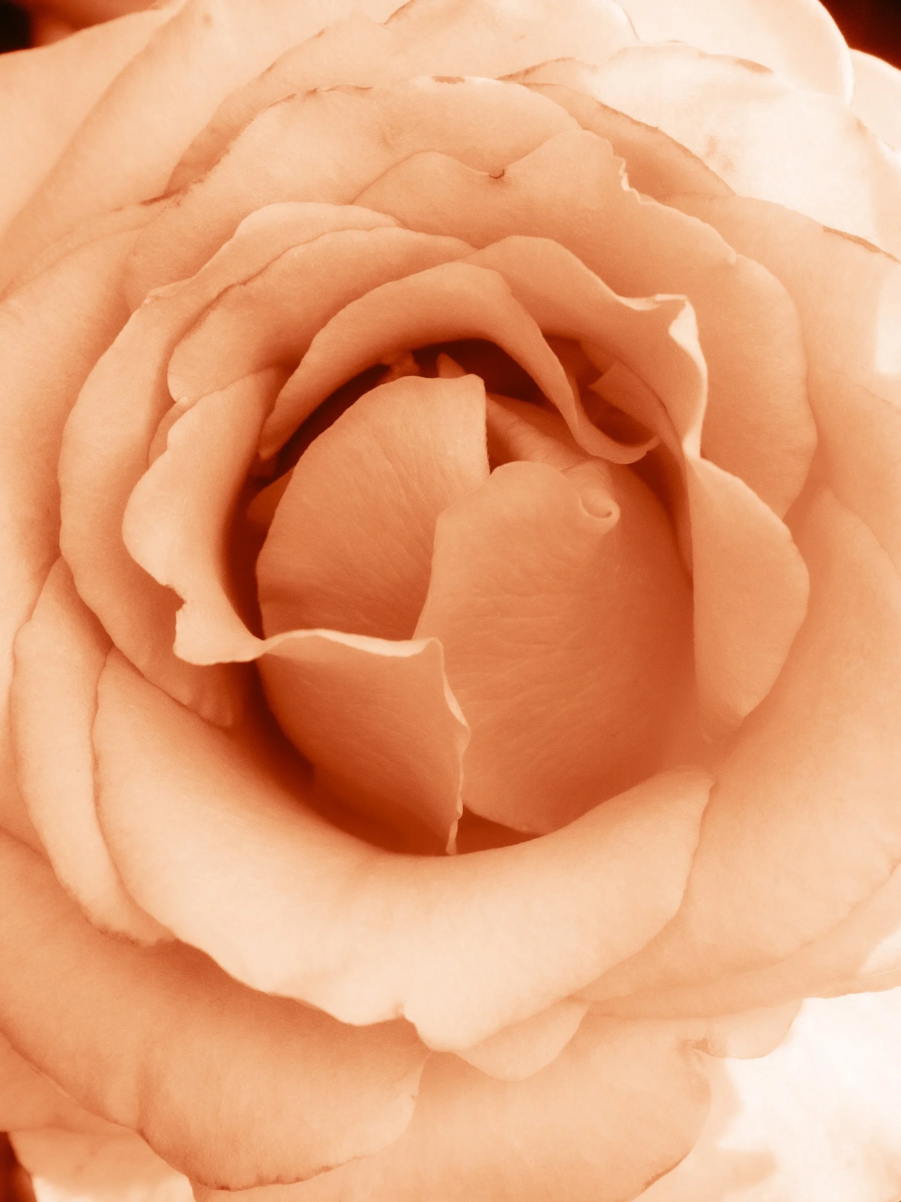 julia-camardese-roses-10.jpg