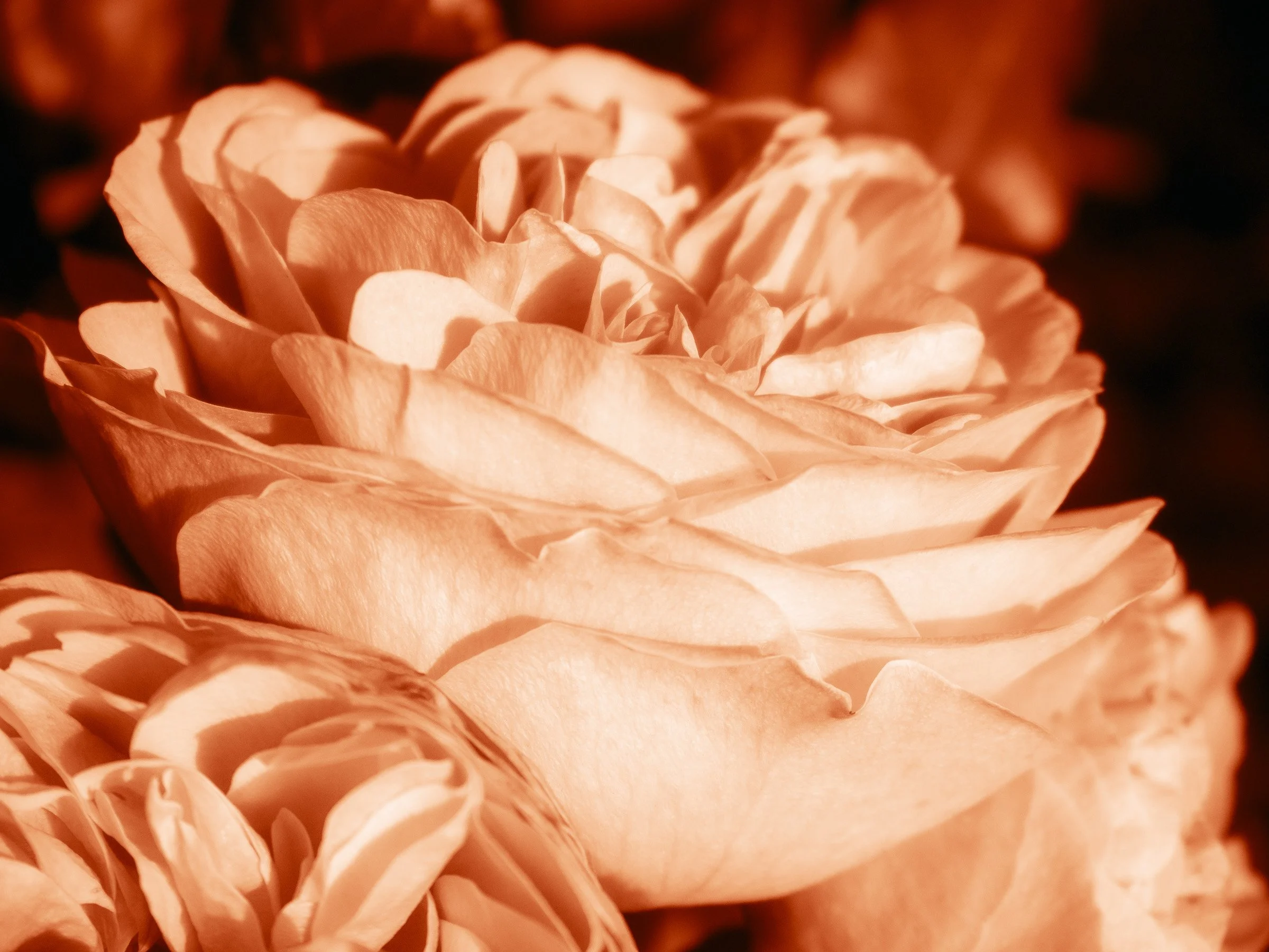 julia-camardese-roses-27.jpg
