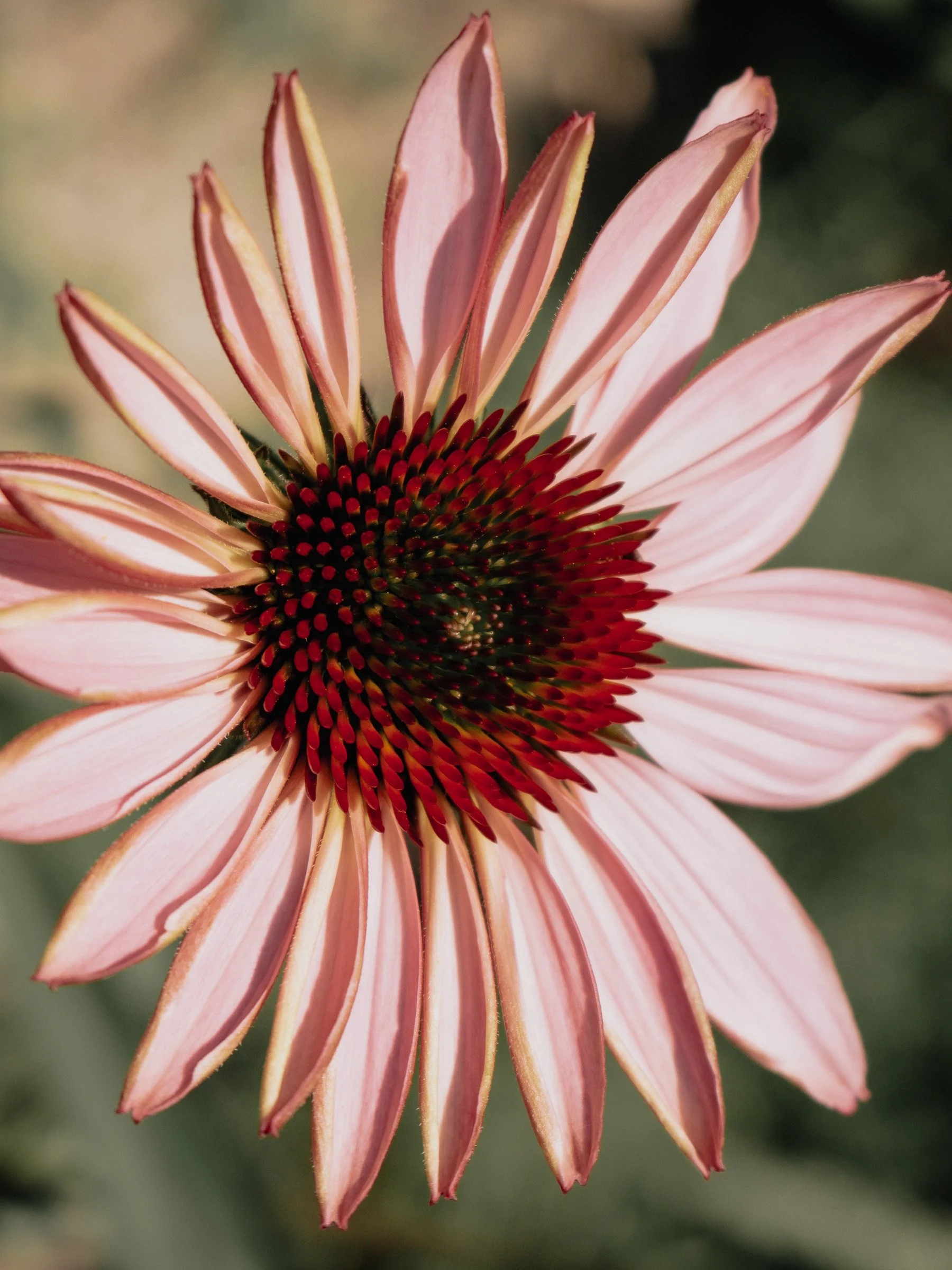 julia-camardese-bloom-13.jpg