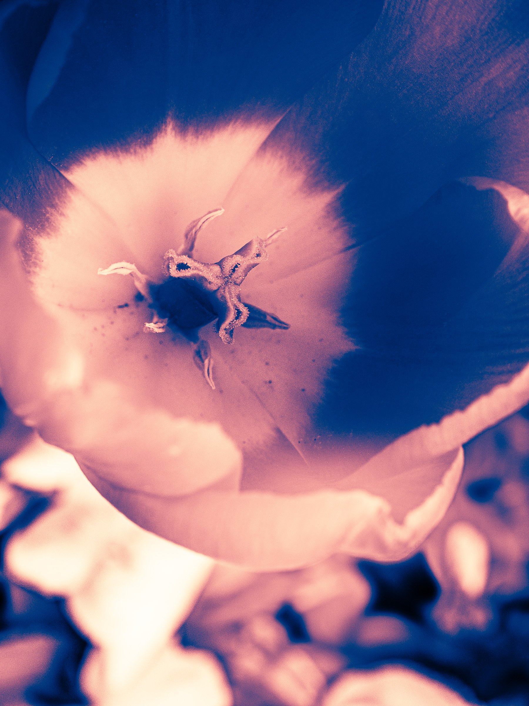 julia-camardese-tulips-09.jpg