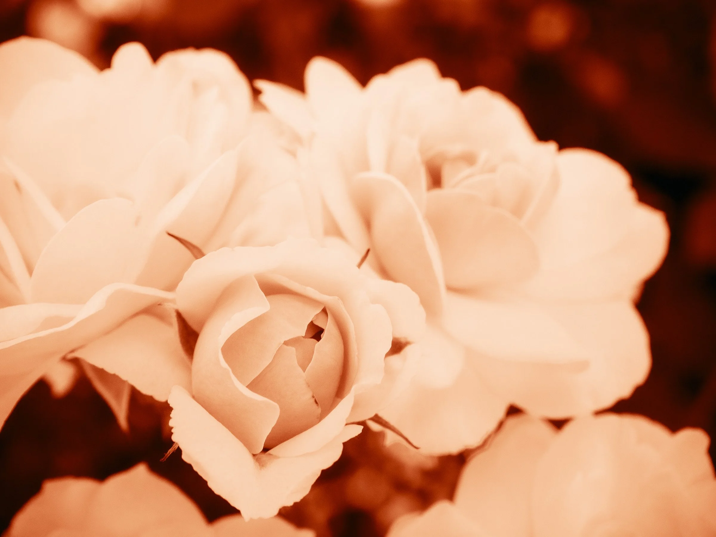 julia-camardese-roses-17.jpg