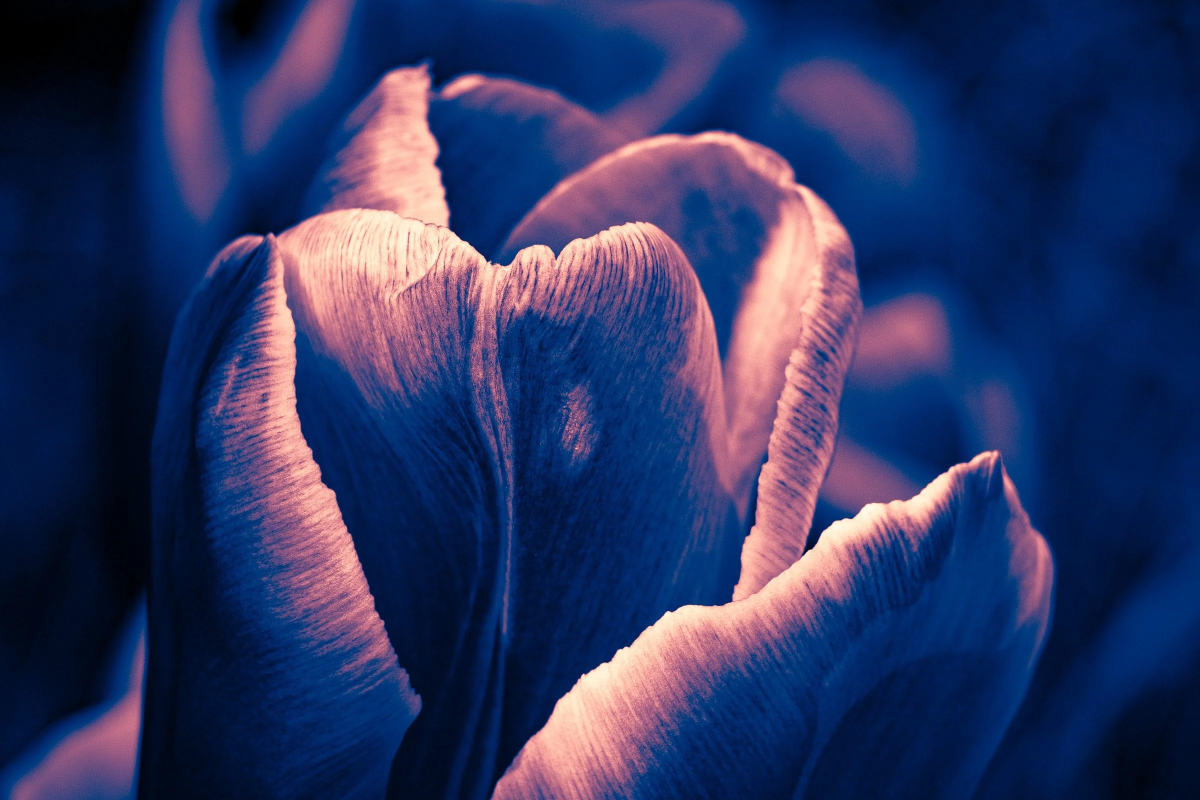 julia-camardese-tulips-18.jpg