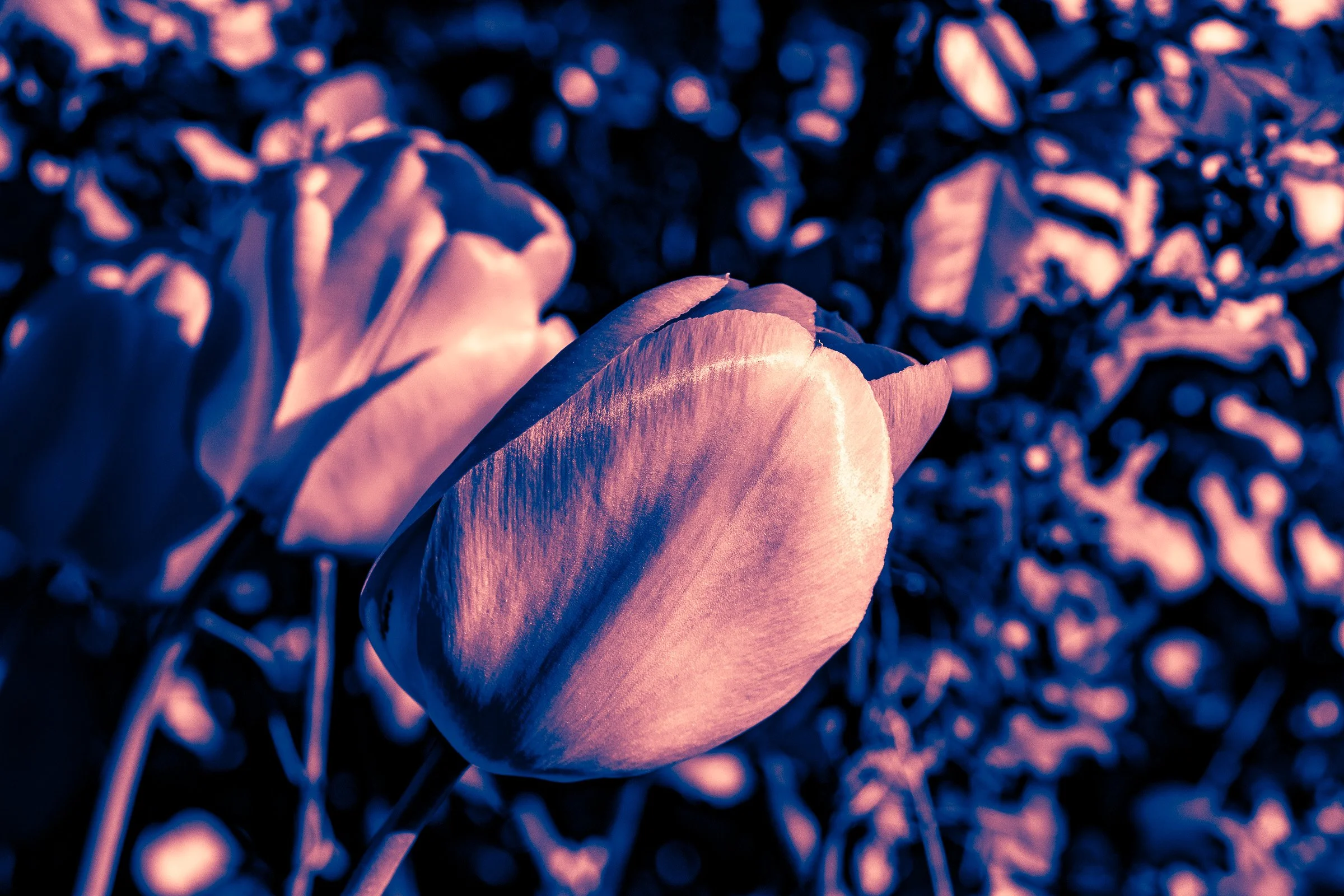 julia-camardese-tulips-17.jpg