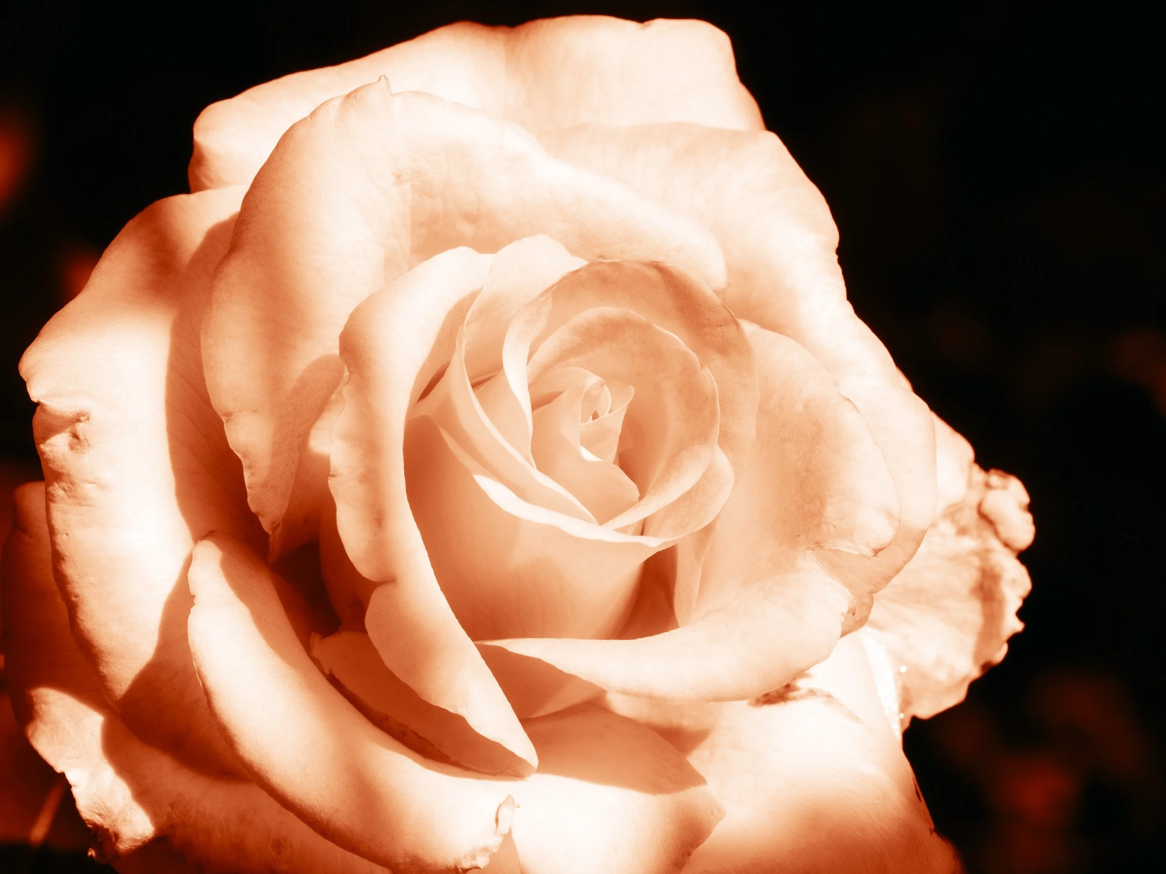 julia-camardese-roses-30.jpg