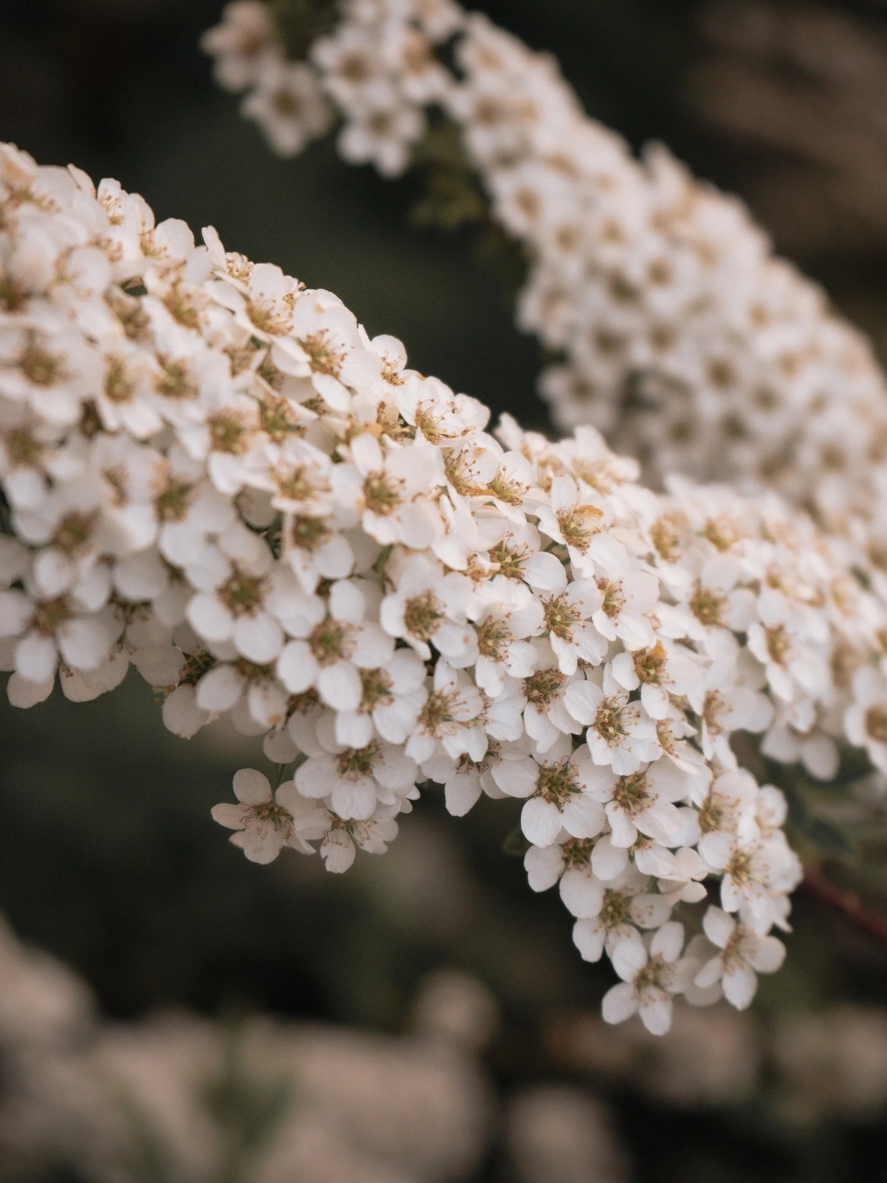 julia-camardese-bloom-05.jpg