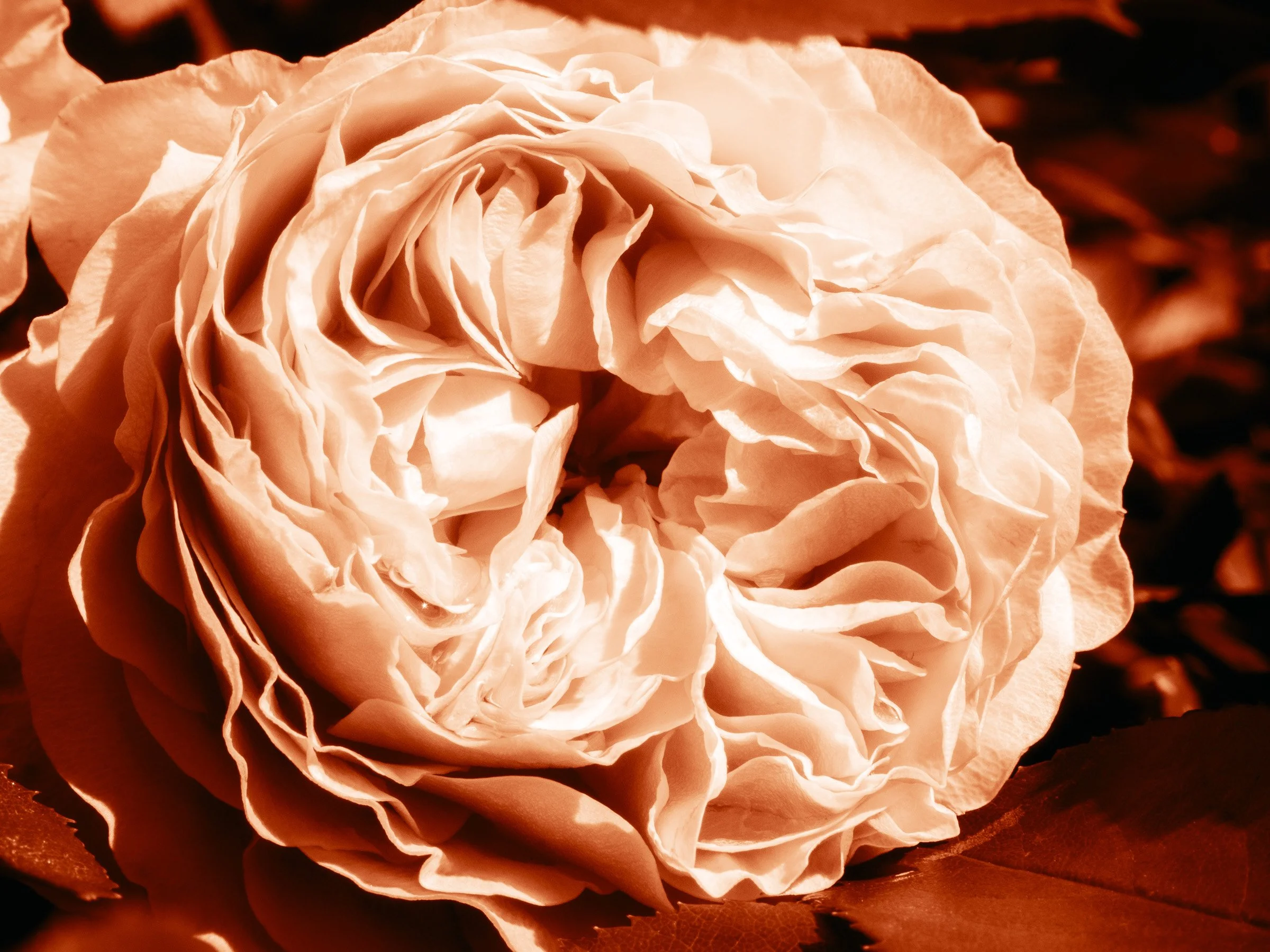 julia-camardese-roses-22.jpg