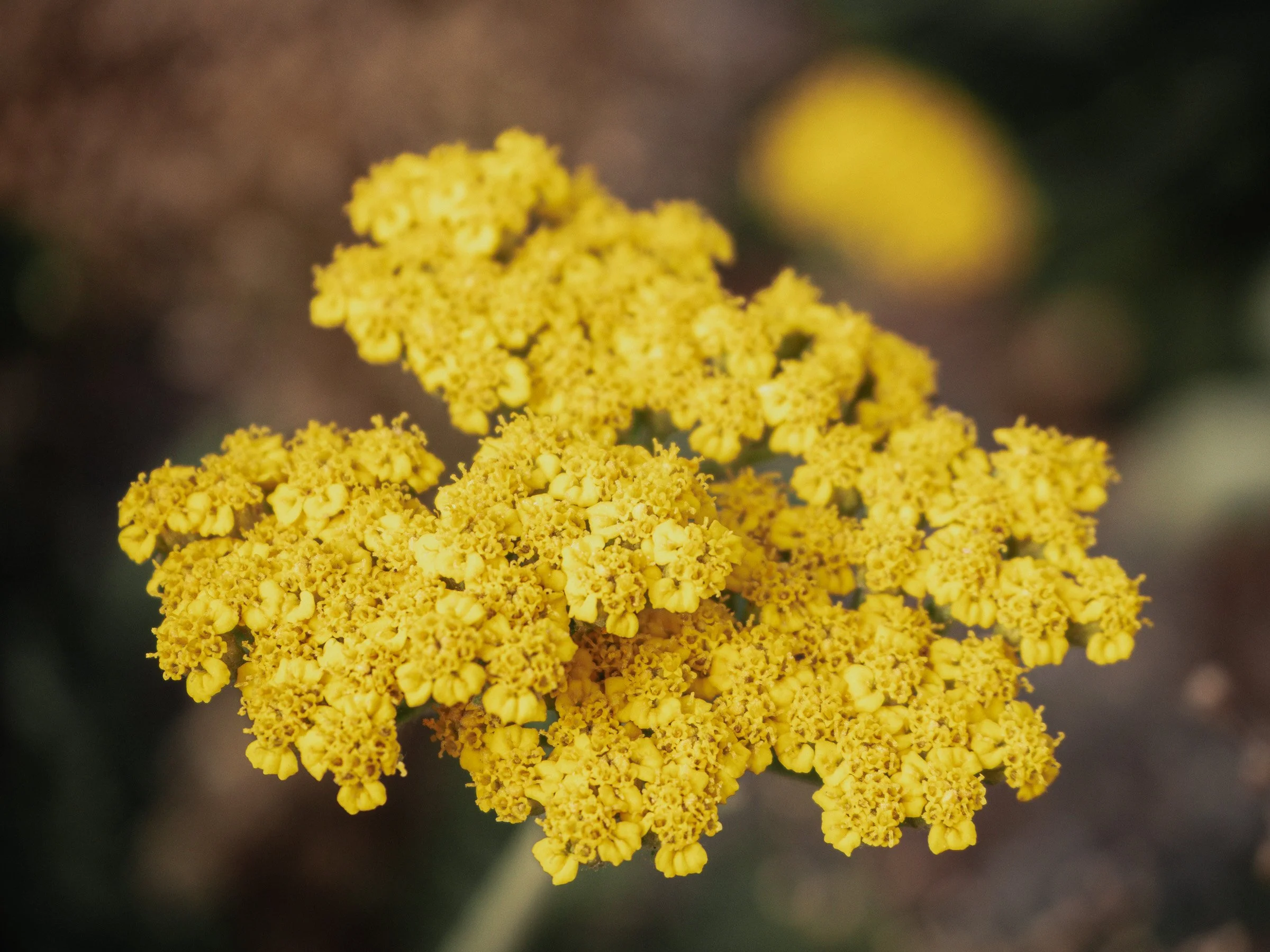 julia-camardese-bloom-22.jpg