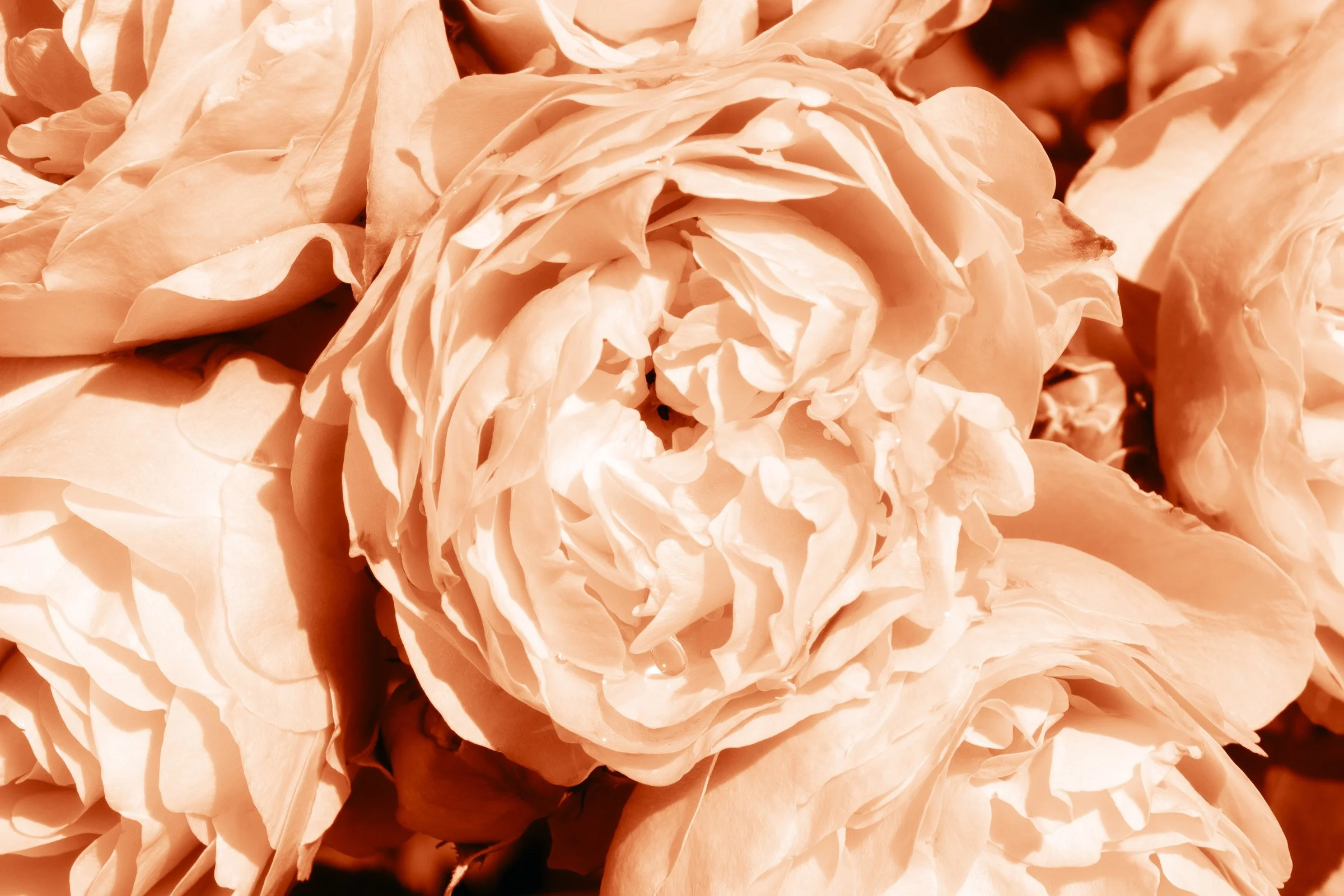 julia-camardese-roses-29.jpg
