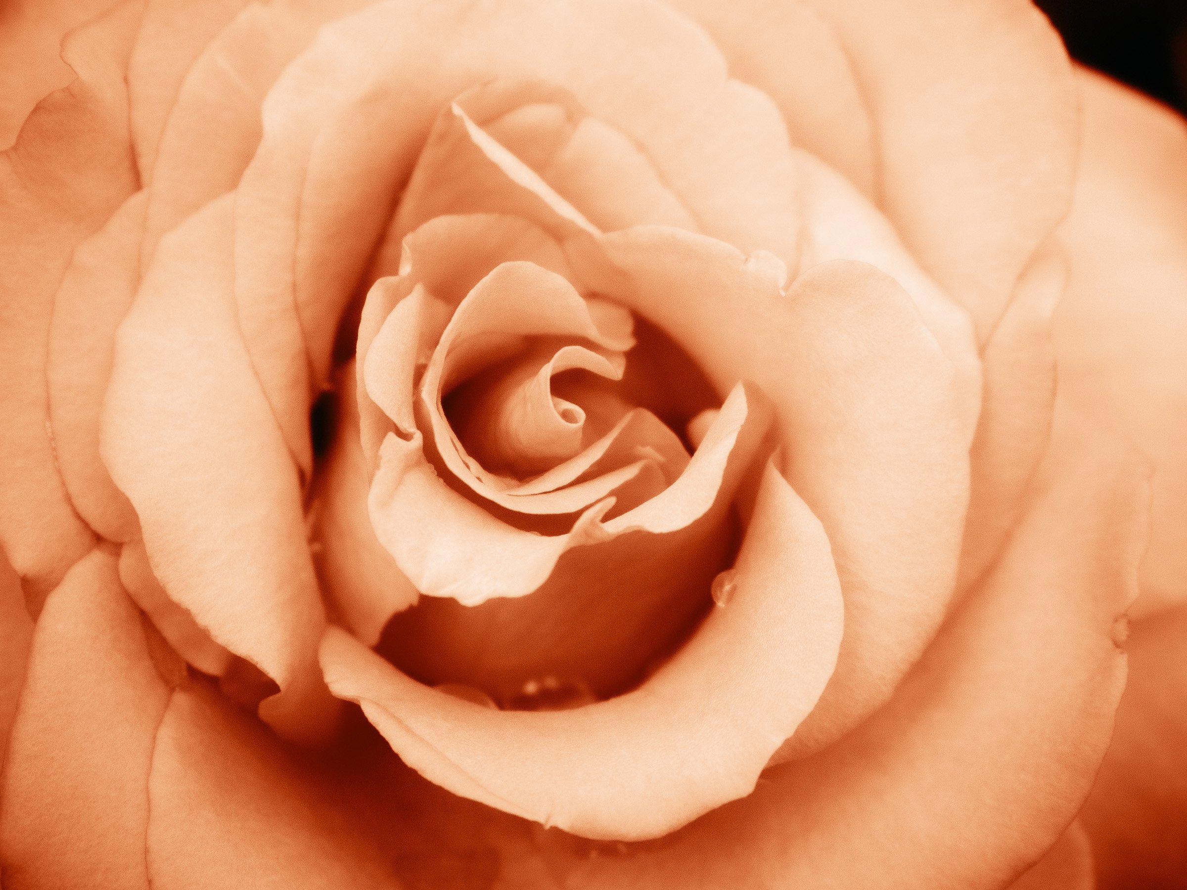 julia-camardese-roses-15.jpg