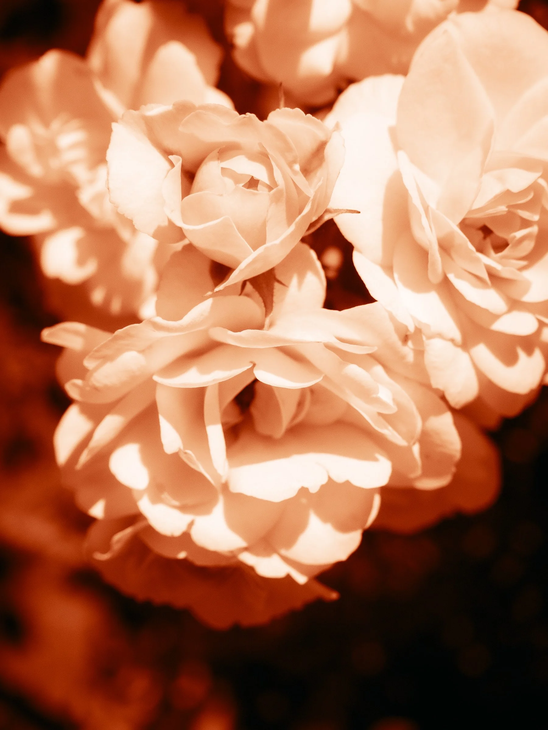 julia-camardese-roses-16.jpg