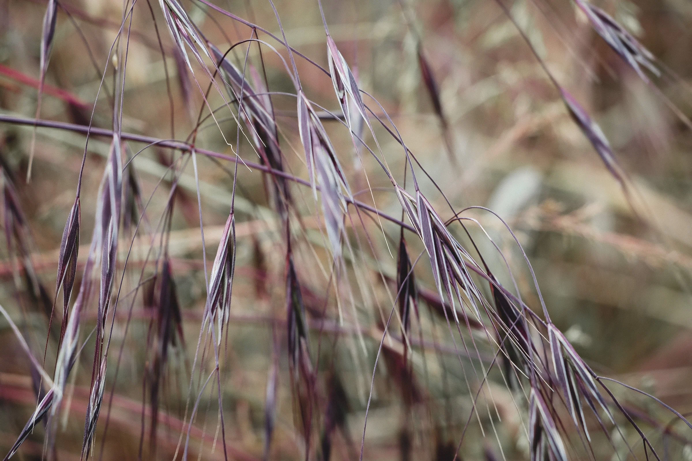 julia-camardese-nature-22.jpg