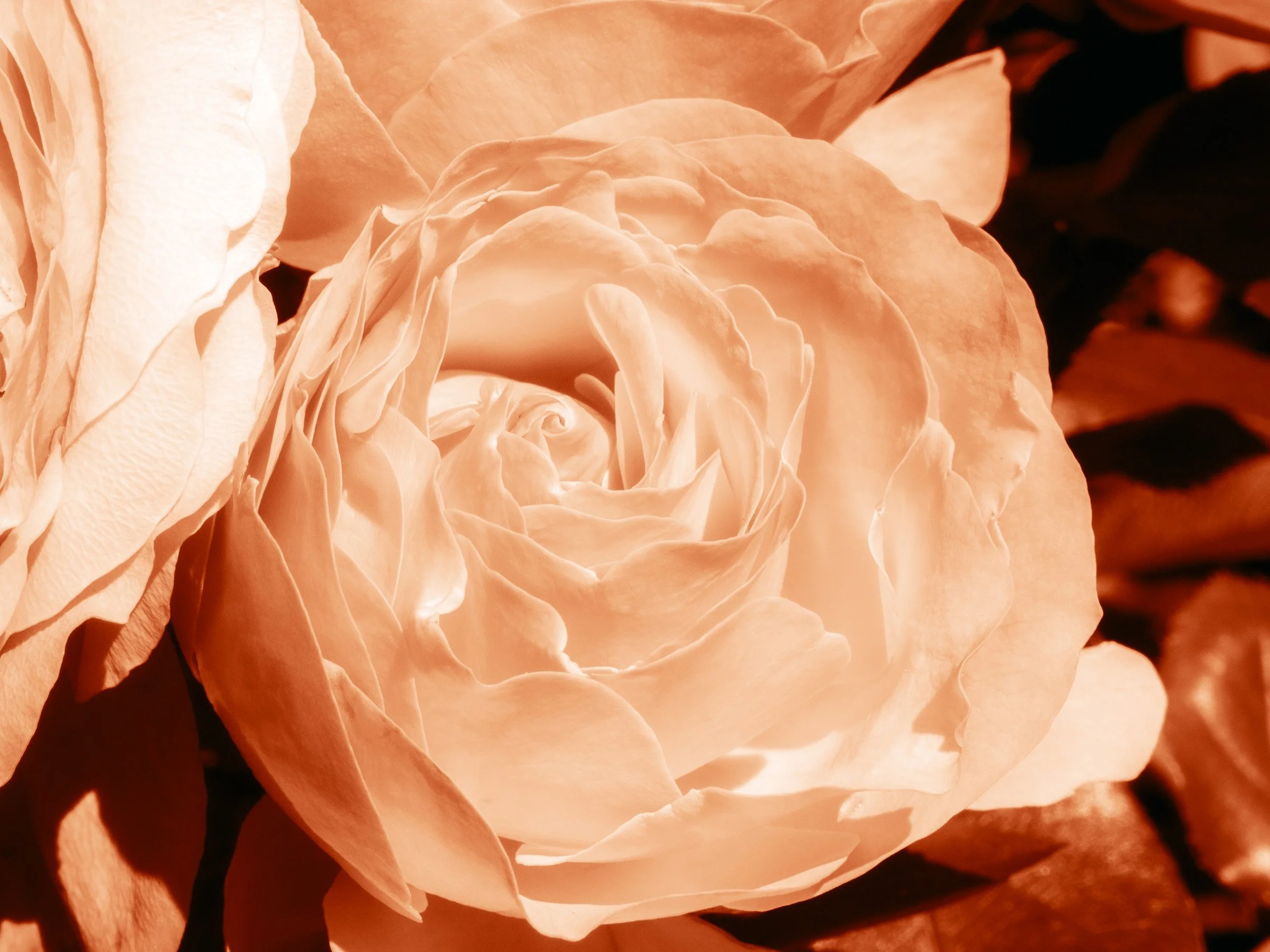 julia-camardese-roses-23.jpg