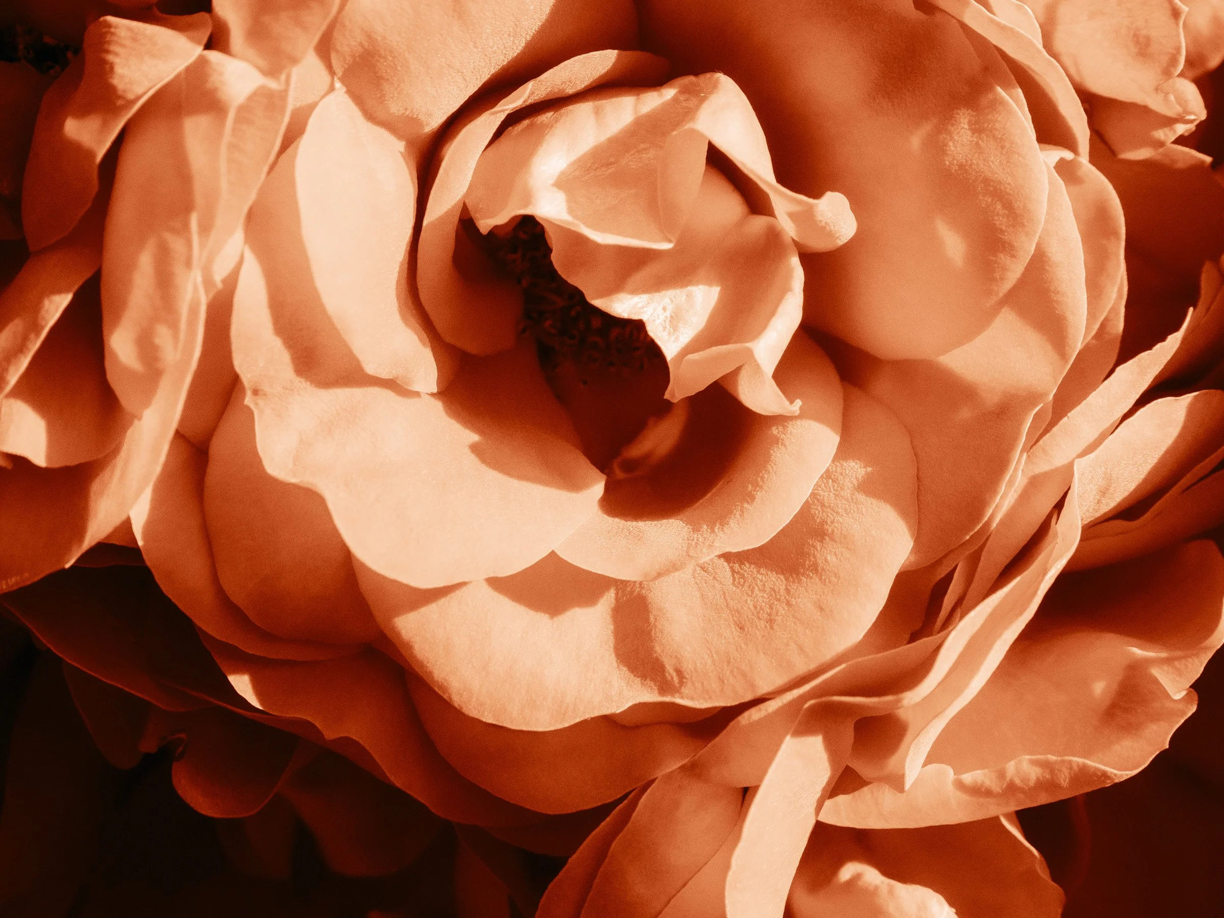 julia-camardese-roses-12.jpg