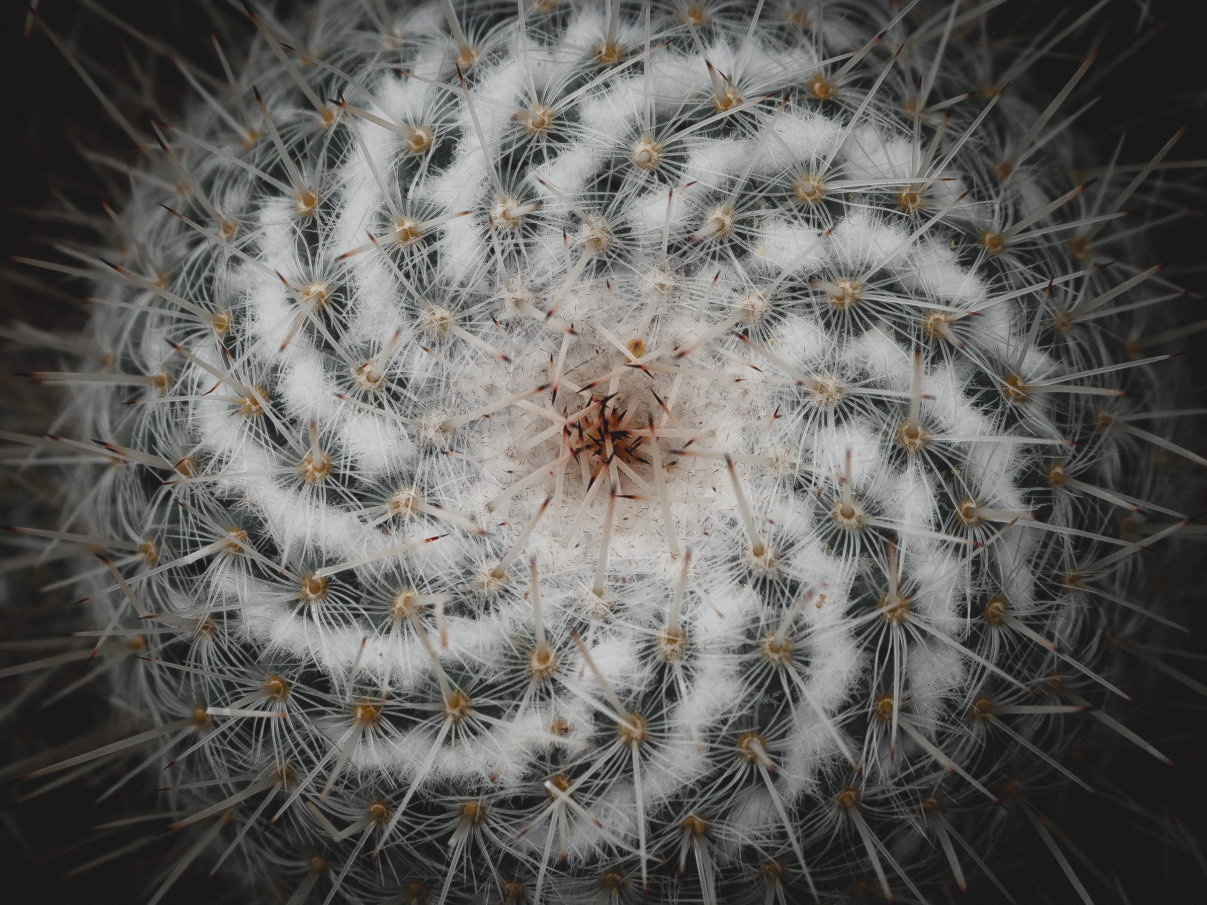 julia-camardese-nature-12.jpg