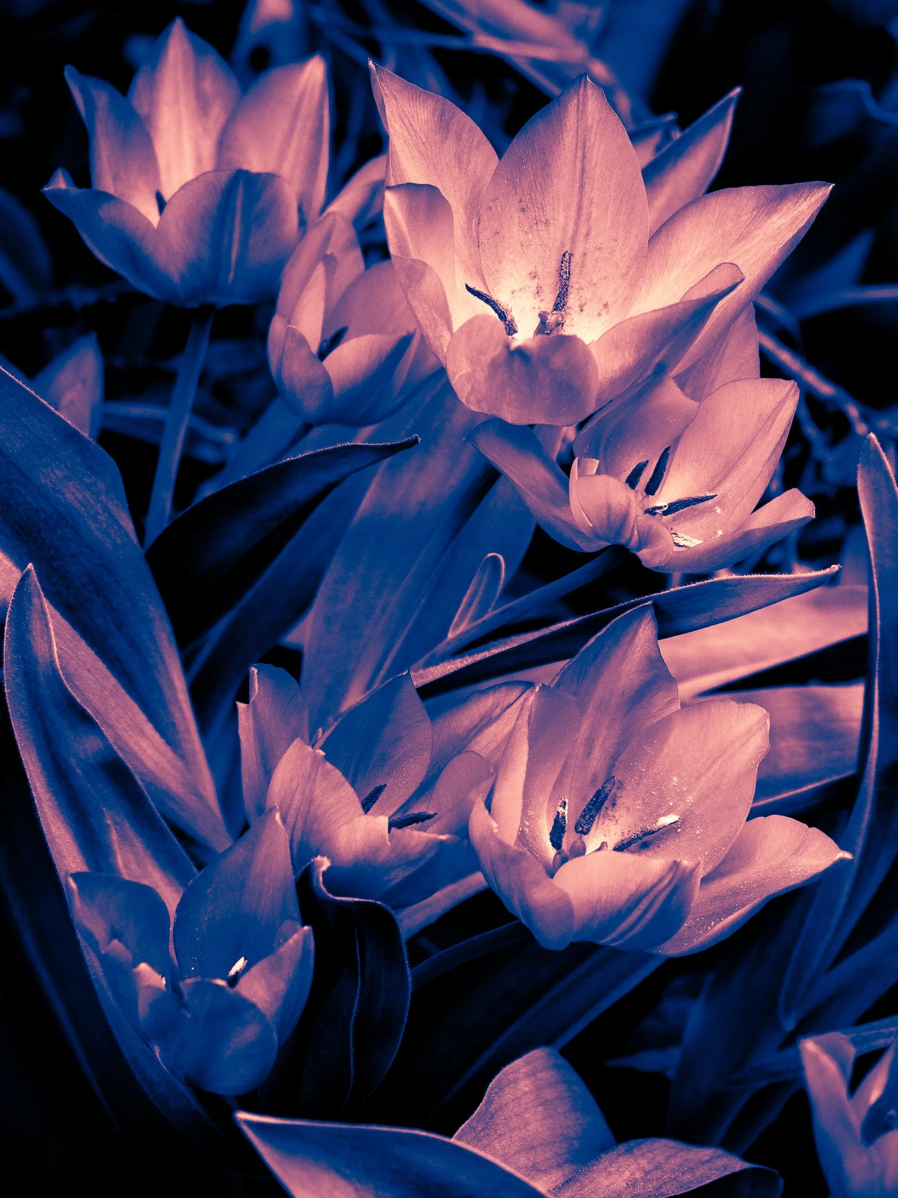 julia-camardese-tulips-01.jpg