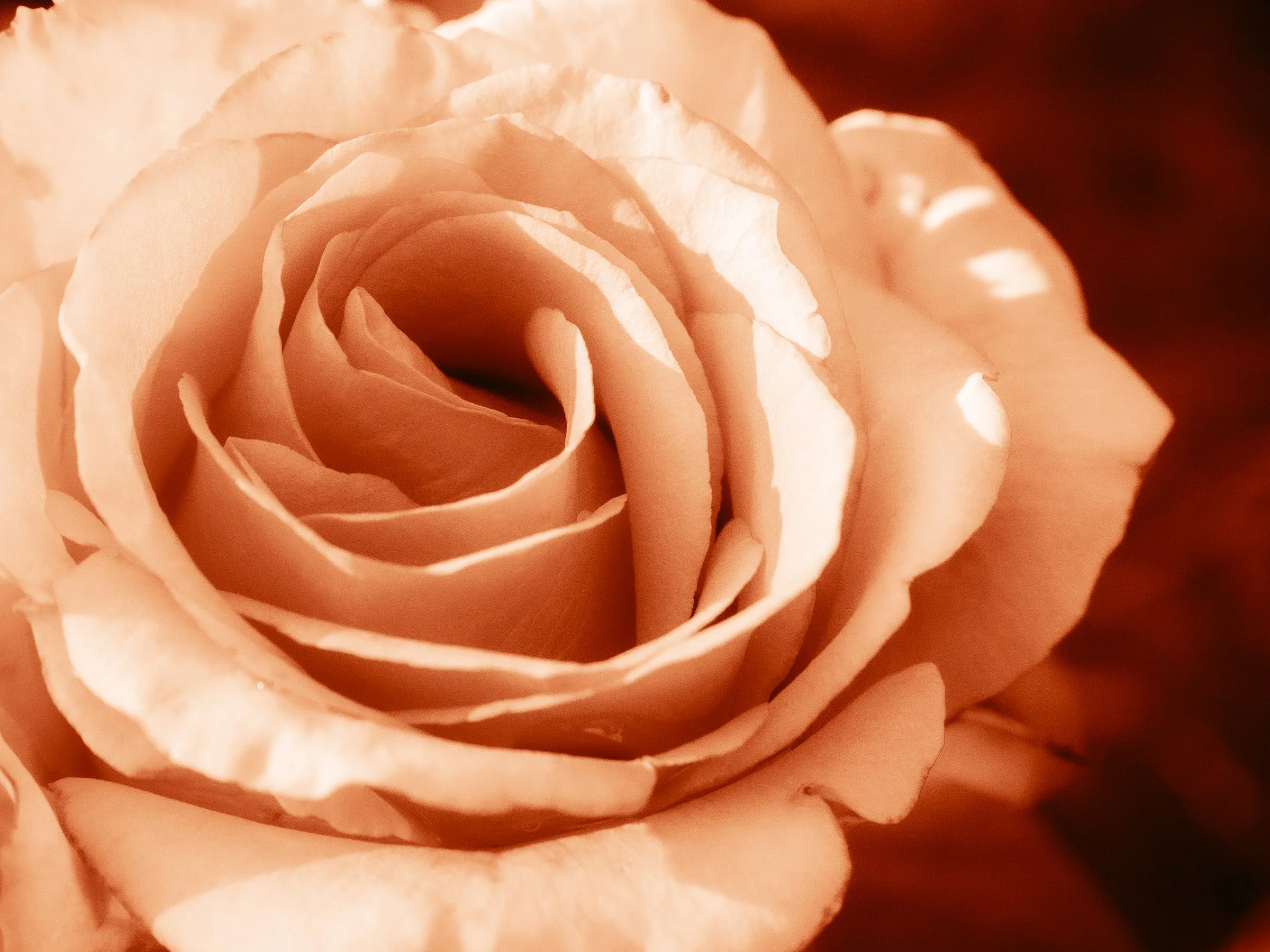 julia-camardese-roses-13.jpg
