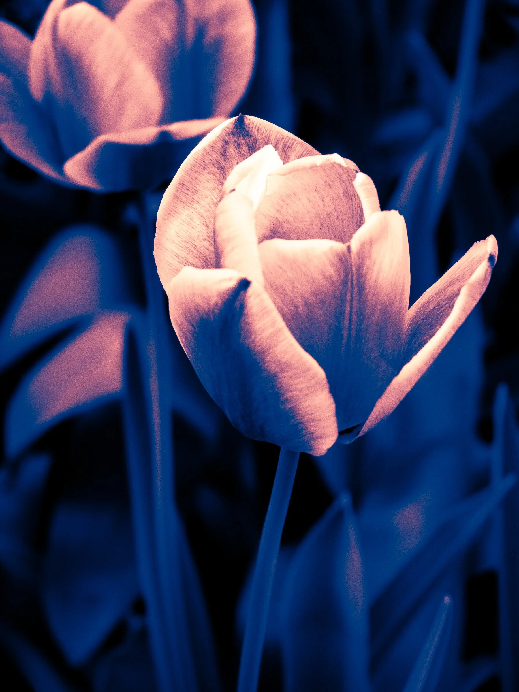 julia-camardese-tulips-02.jpg