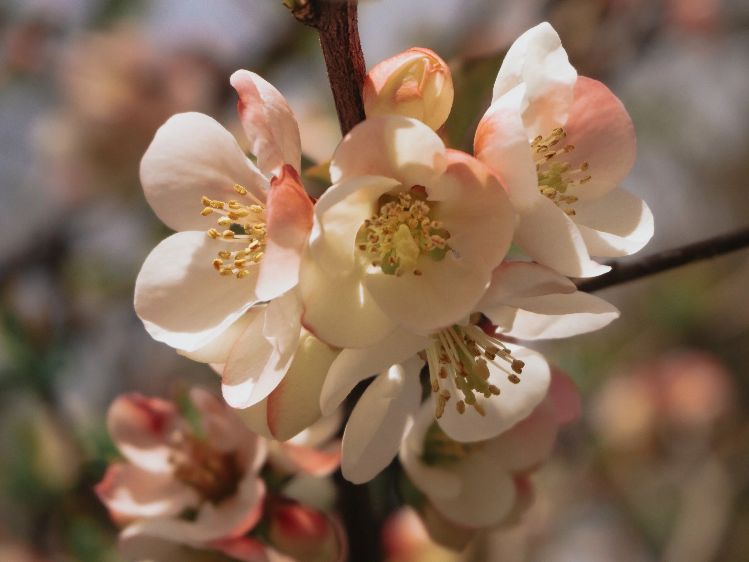 julia-camardese-bloom-02.jpg