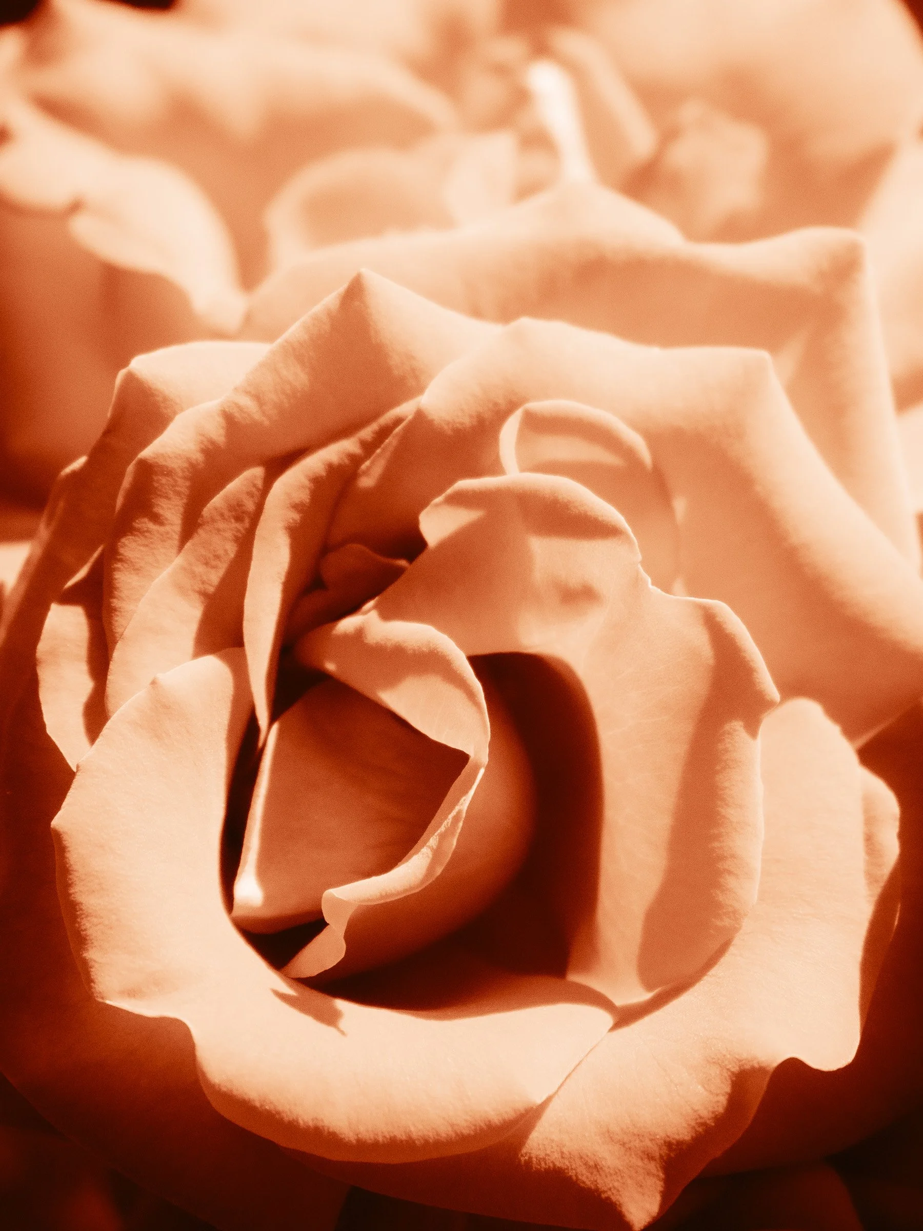 julia-camardese-roses-05.jpg