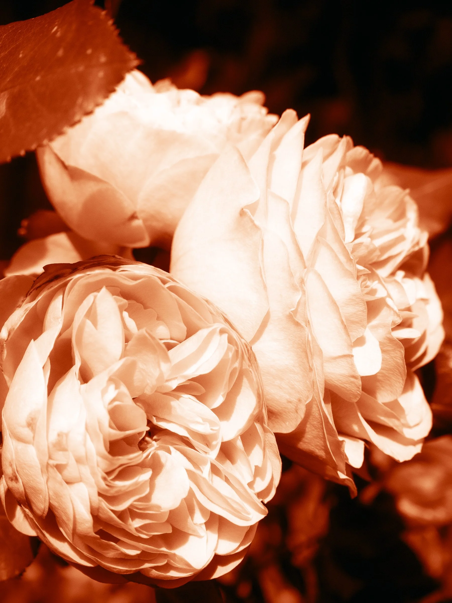 julia-camardese-roses-25.jpg