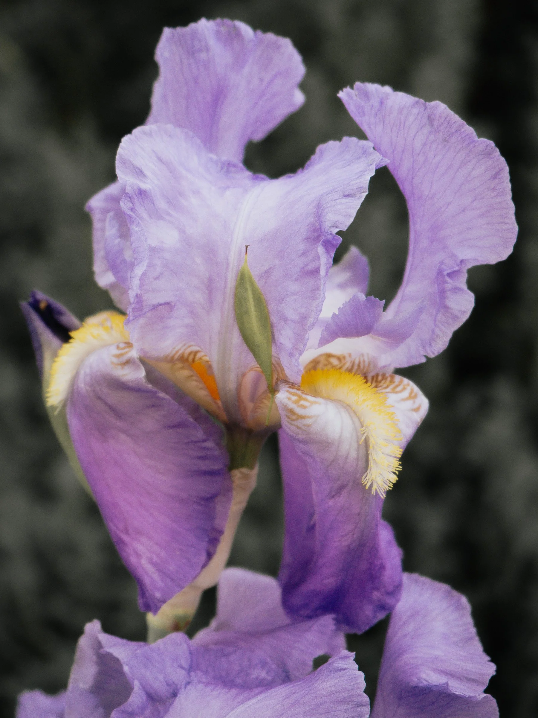 julia-camardese-bloom-09.jpg
