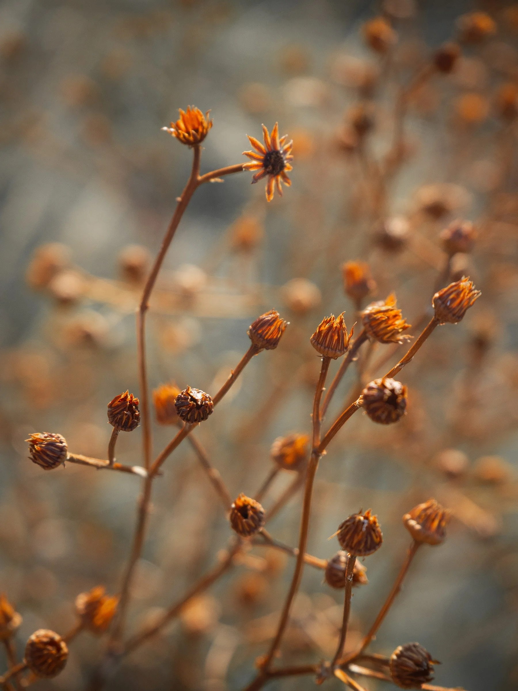 julia-camardese-transitions-04.jpg