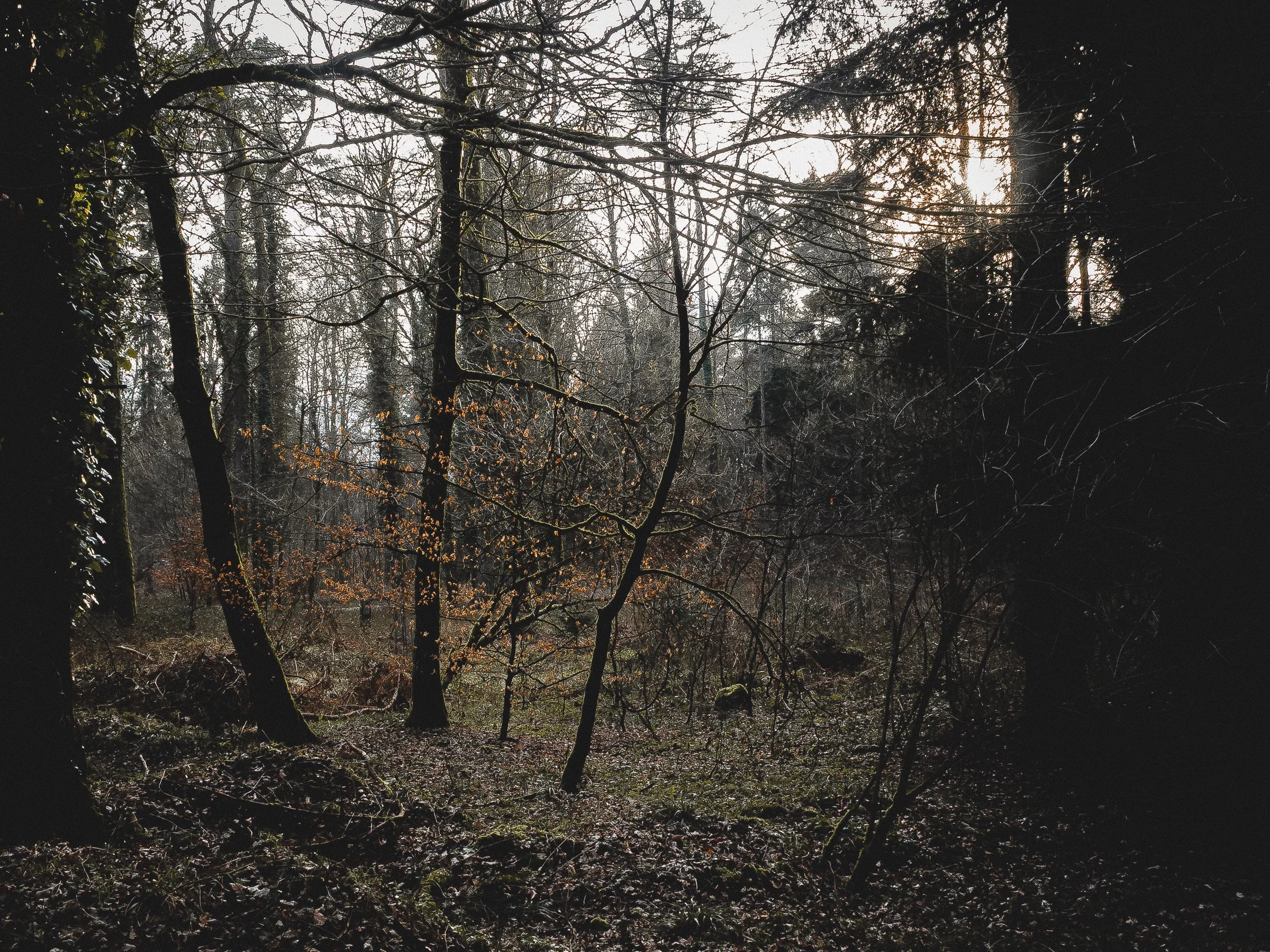 julia-camardese-nature-03.jpg