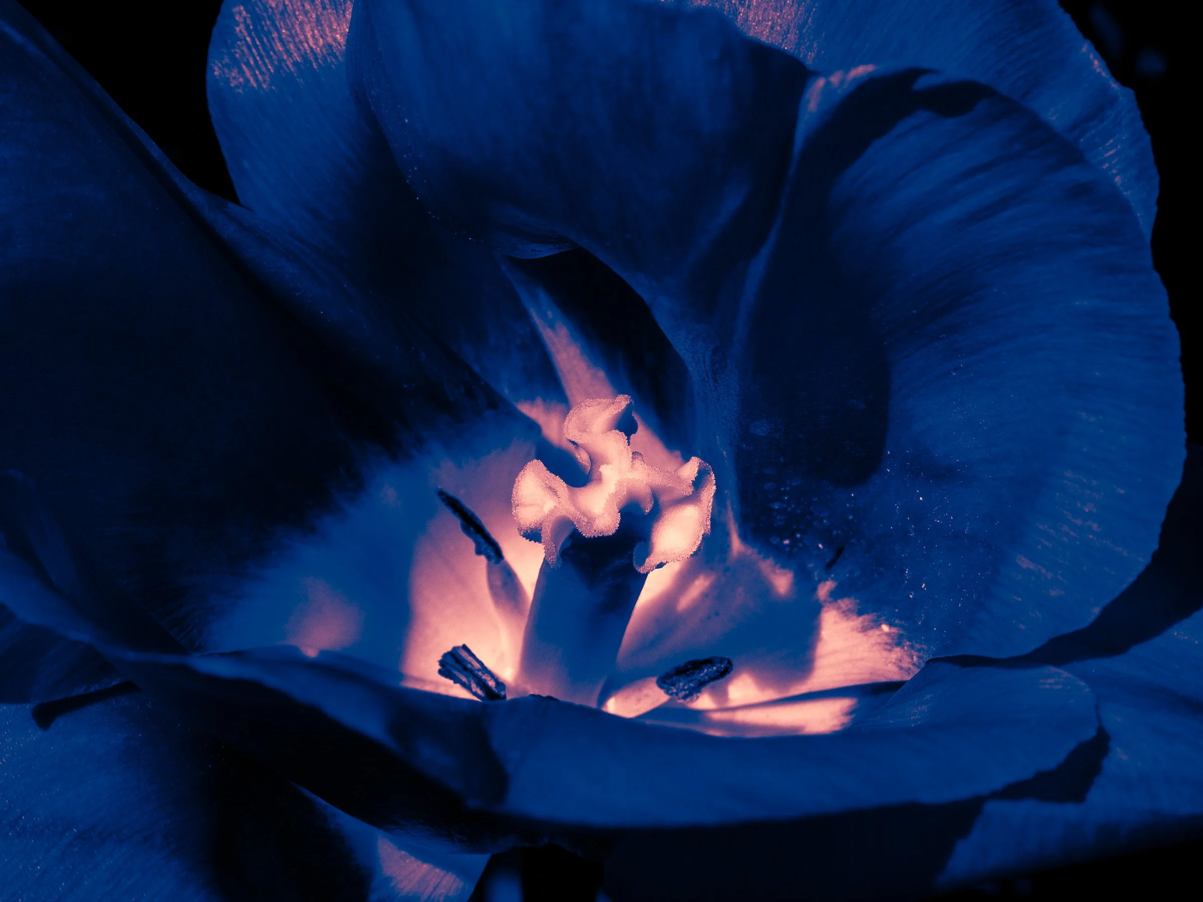 julia-camardese-tulips-16.jpg