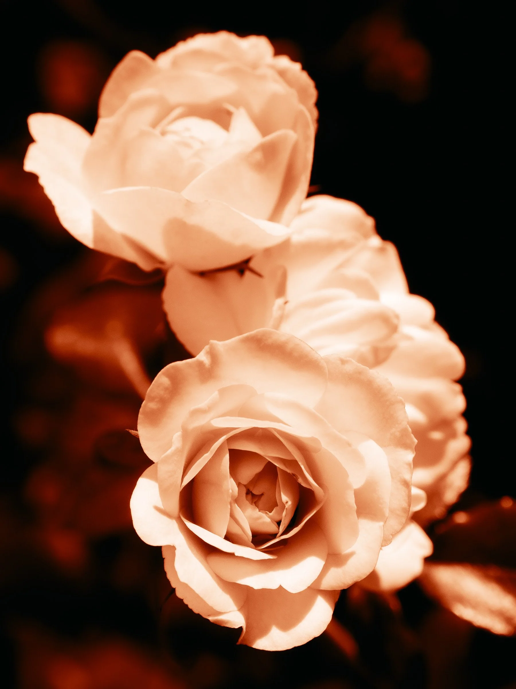 julia-camardese-roses-14.jpg