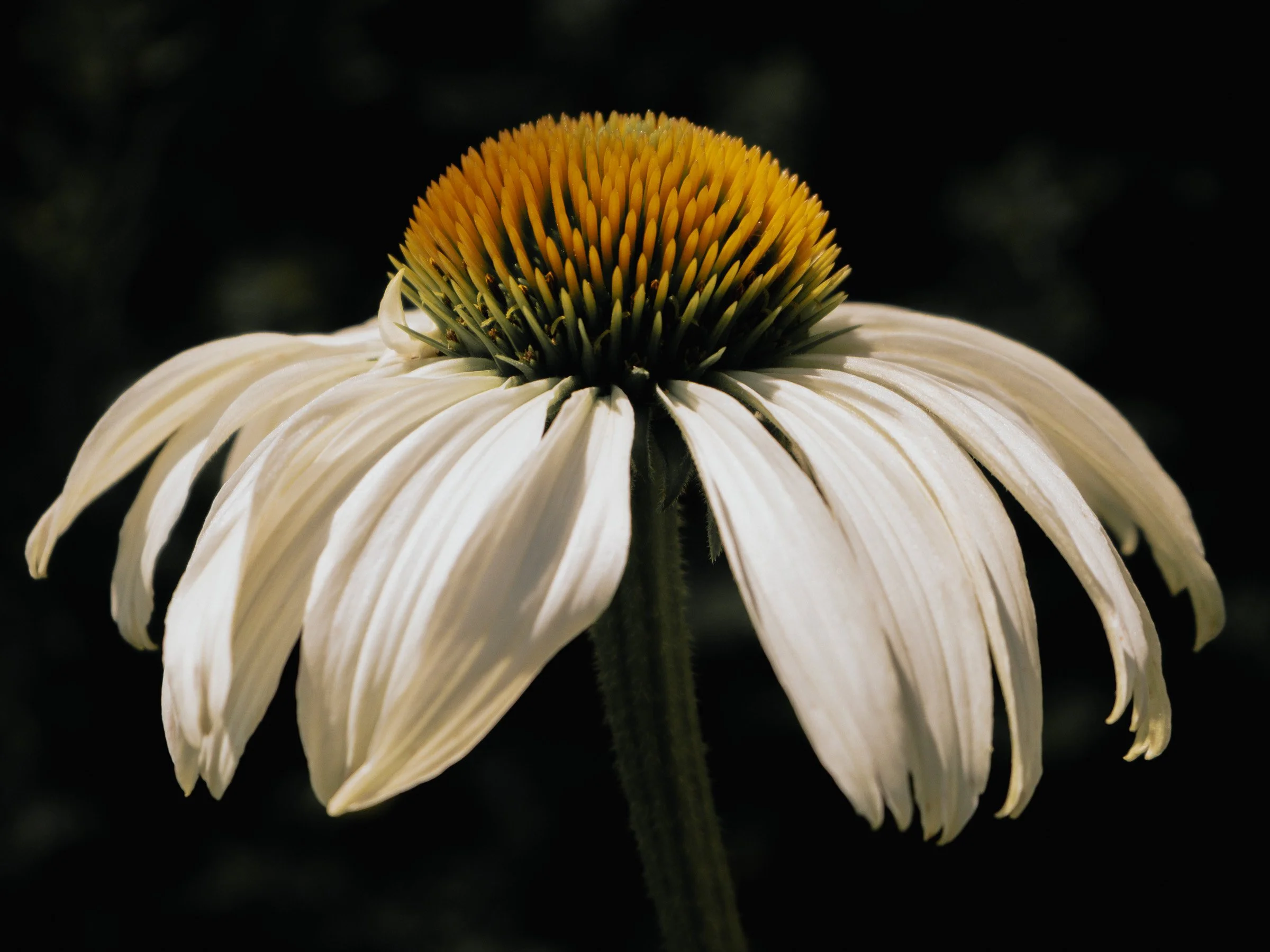 julia-camardese-bloom-12.jpg