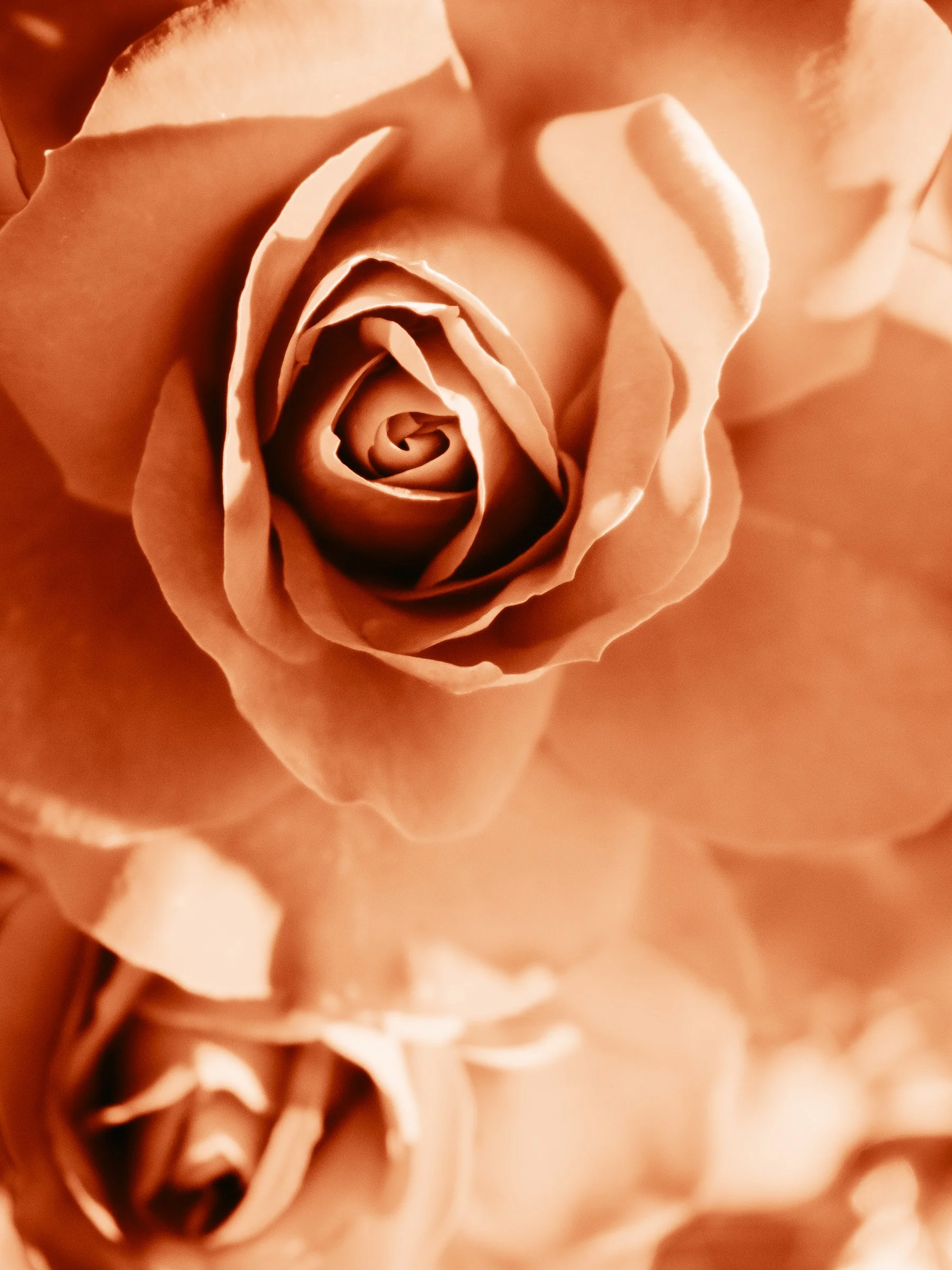 julia-camardese-roses-04.jpg