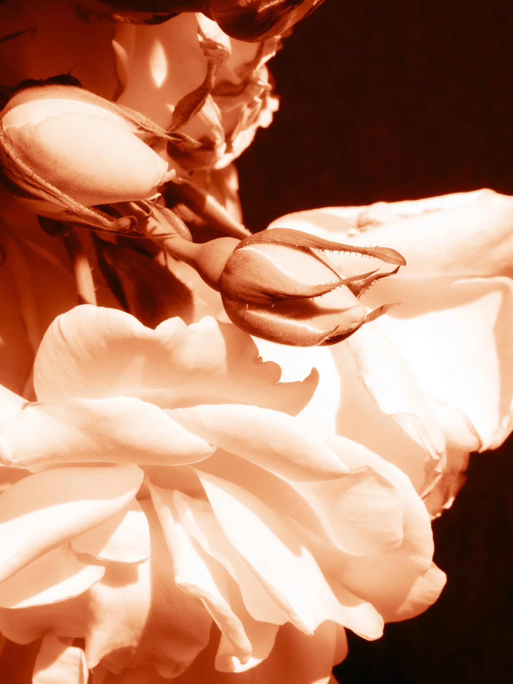 julia-camardese-roses-19.jpg