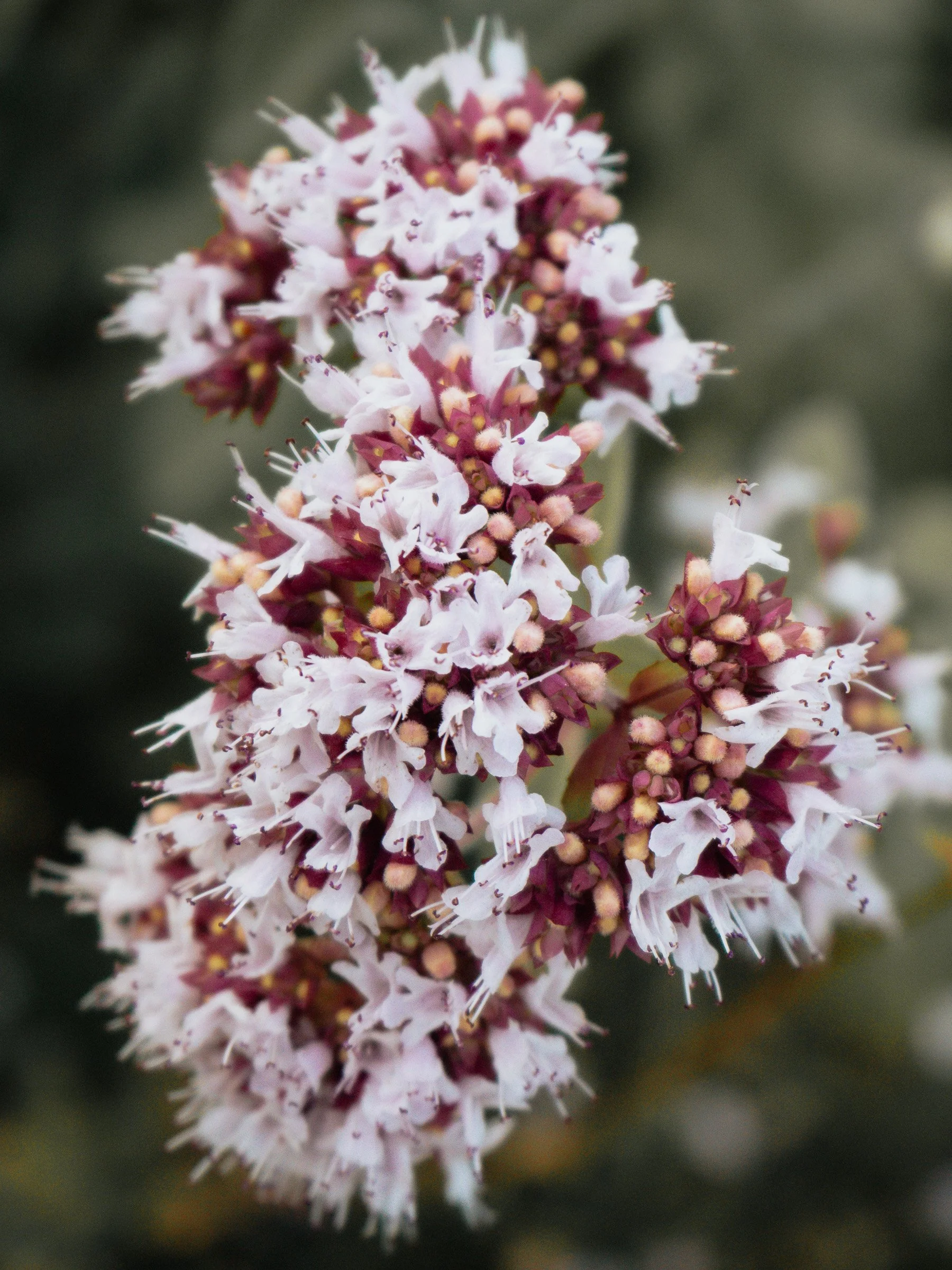julia-camardese-bloom-11.jpg