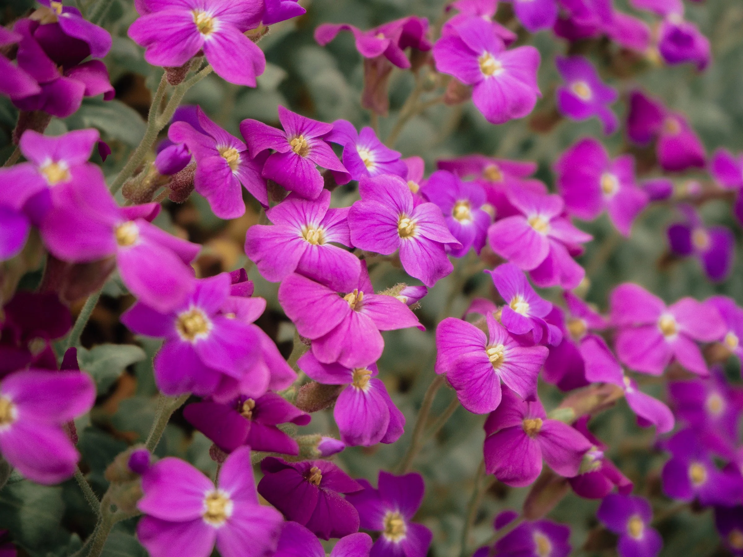 julia-camardese-bloom-03.jpg