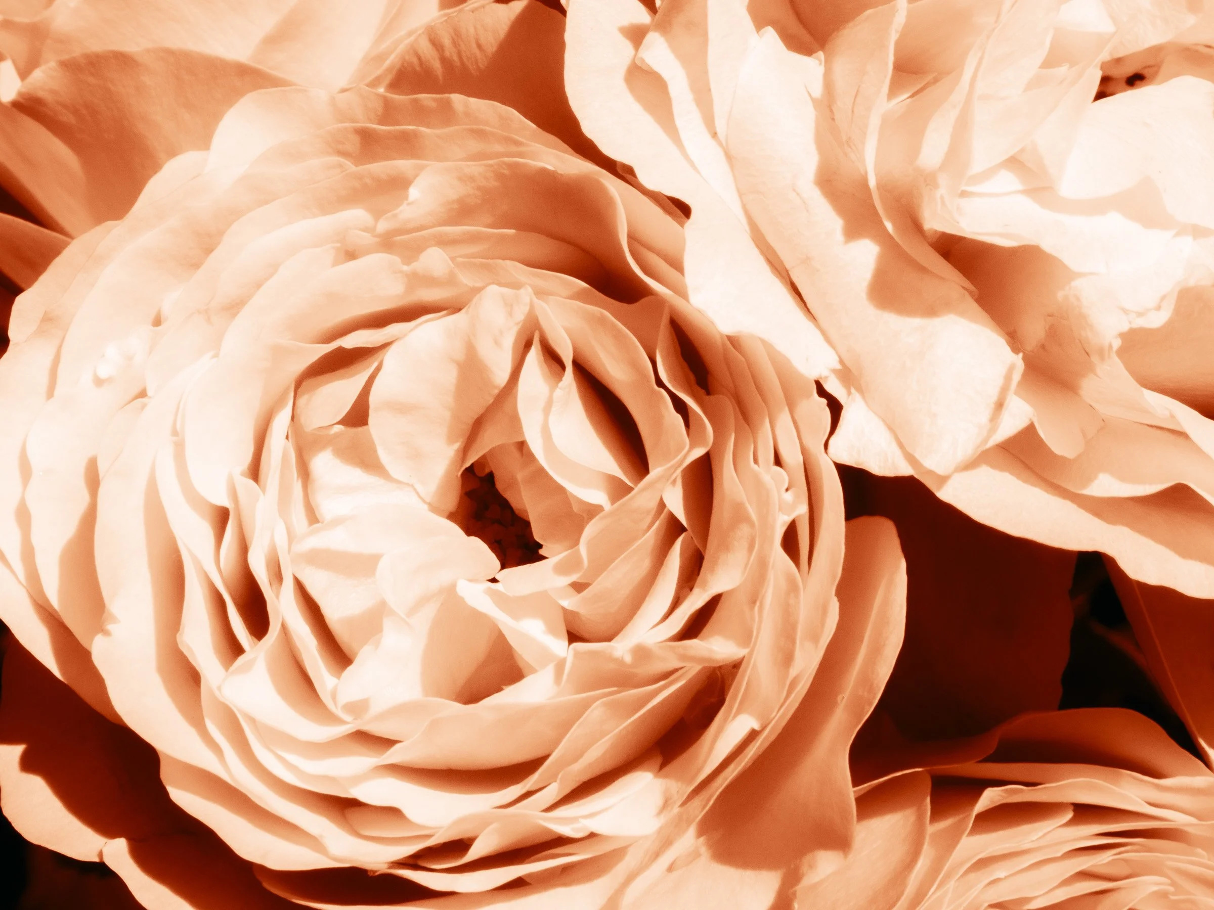 julia-camardese-roses-18.jpg