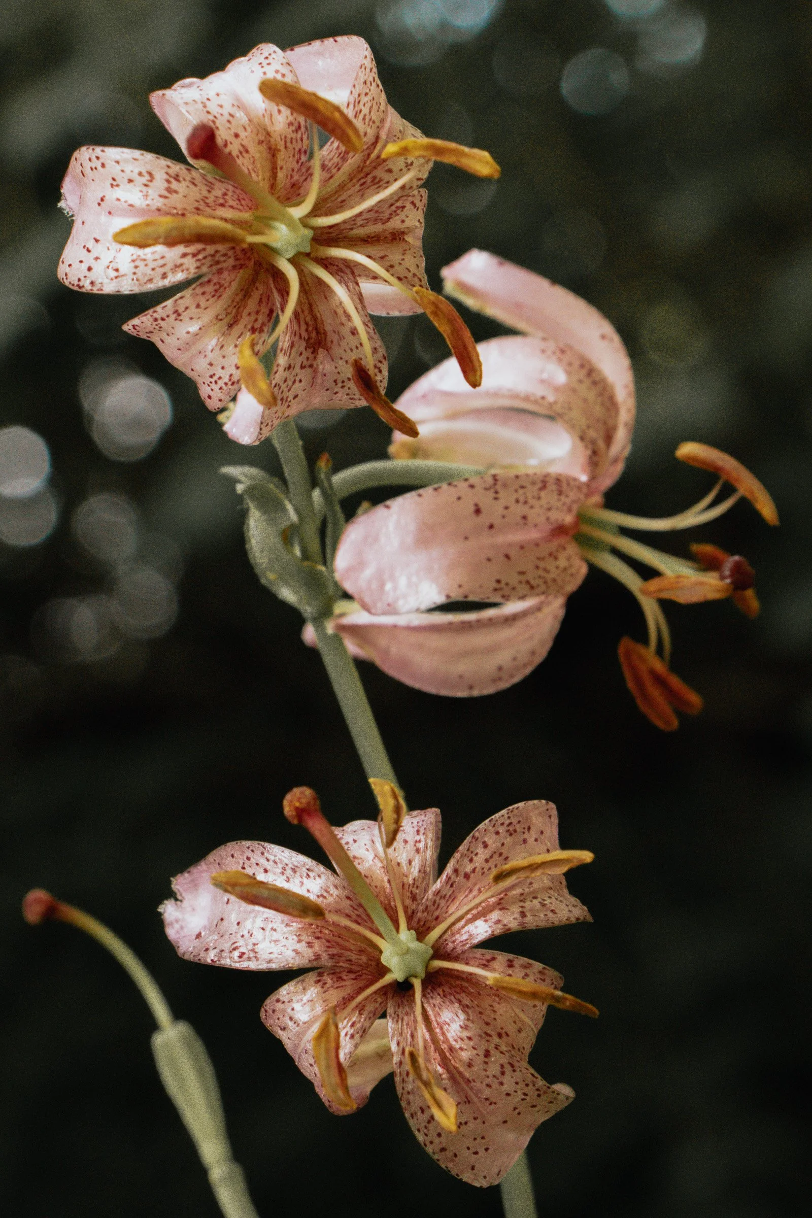 julia-camardese-bloom-25.jpg