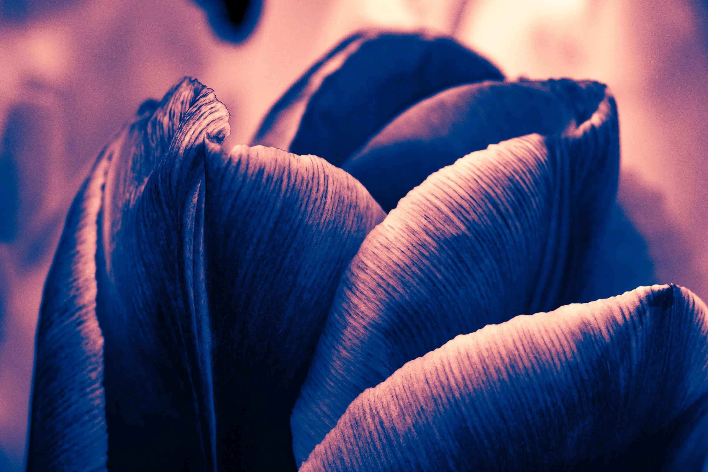 julia-camardese-tulips-19.jpg