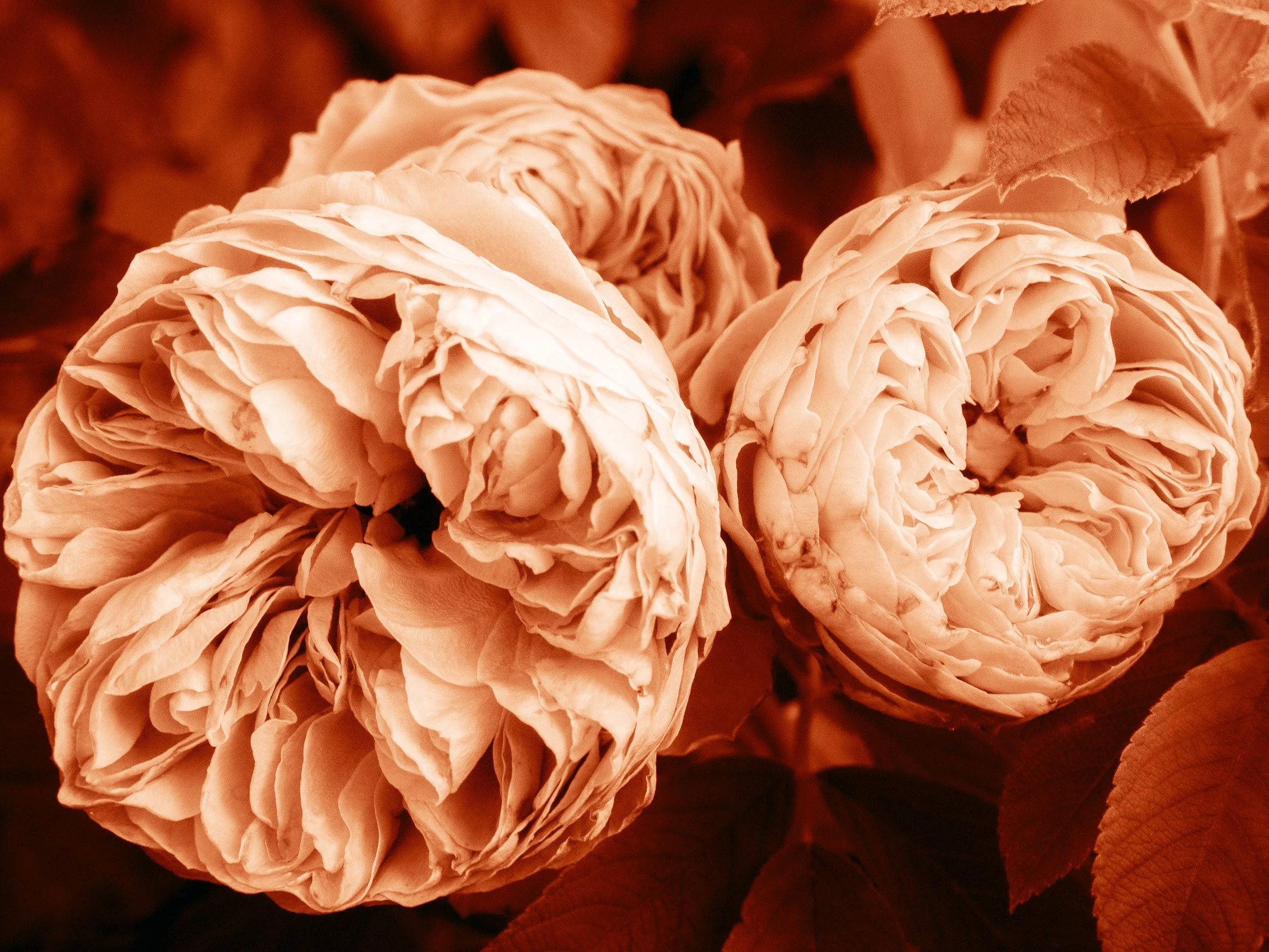 julia-camardese-roses-06.jpg