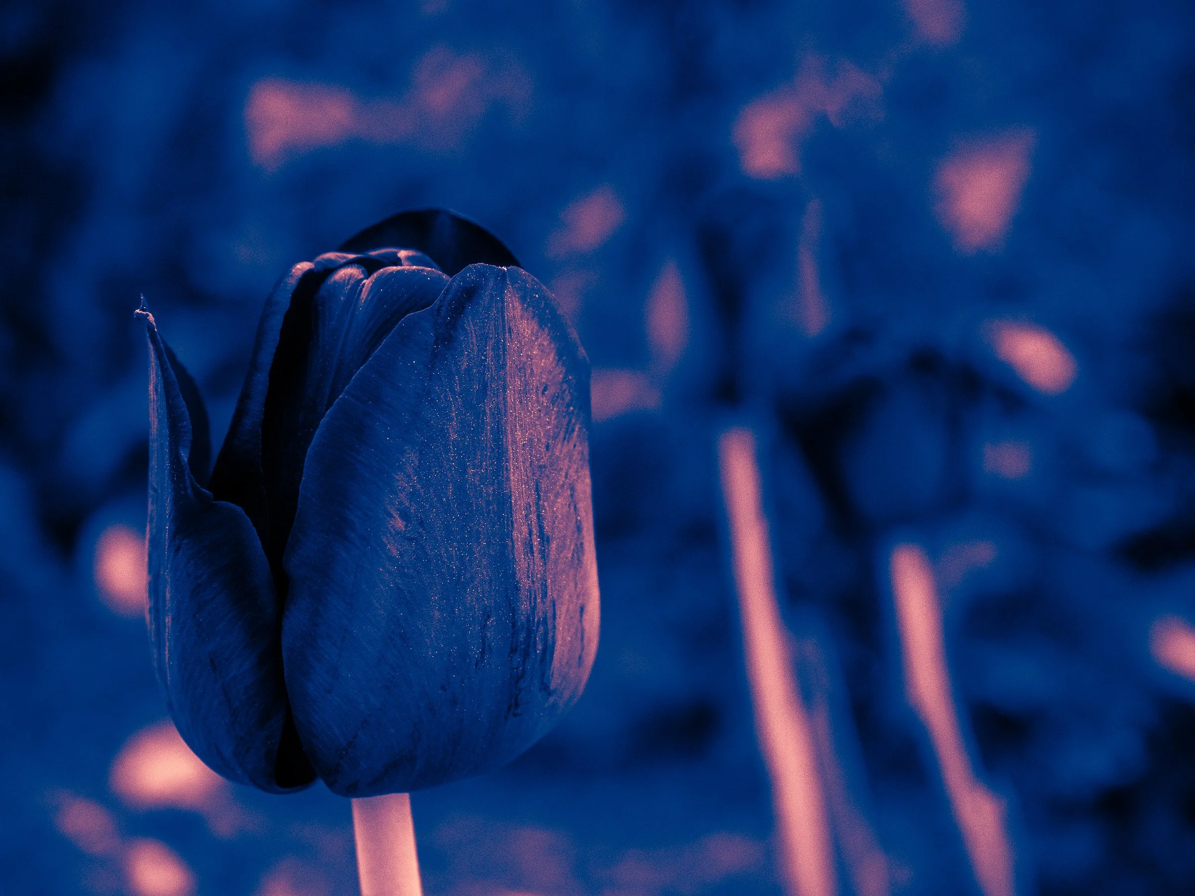 julia-camardese-tulips-04.jpg