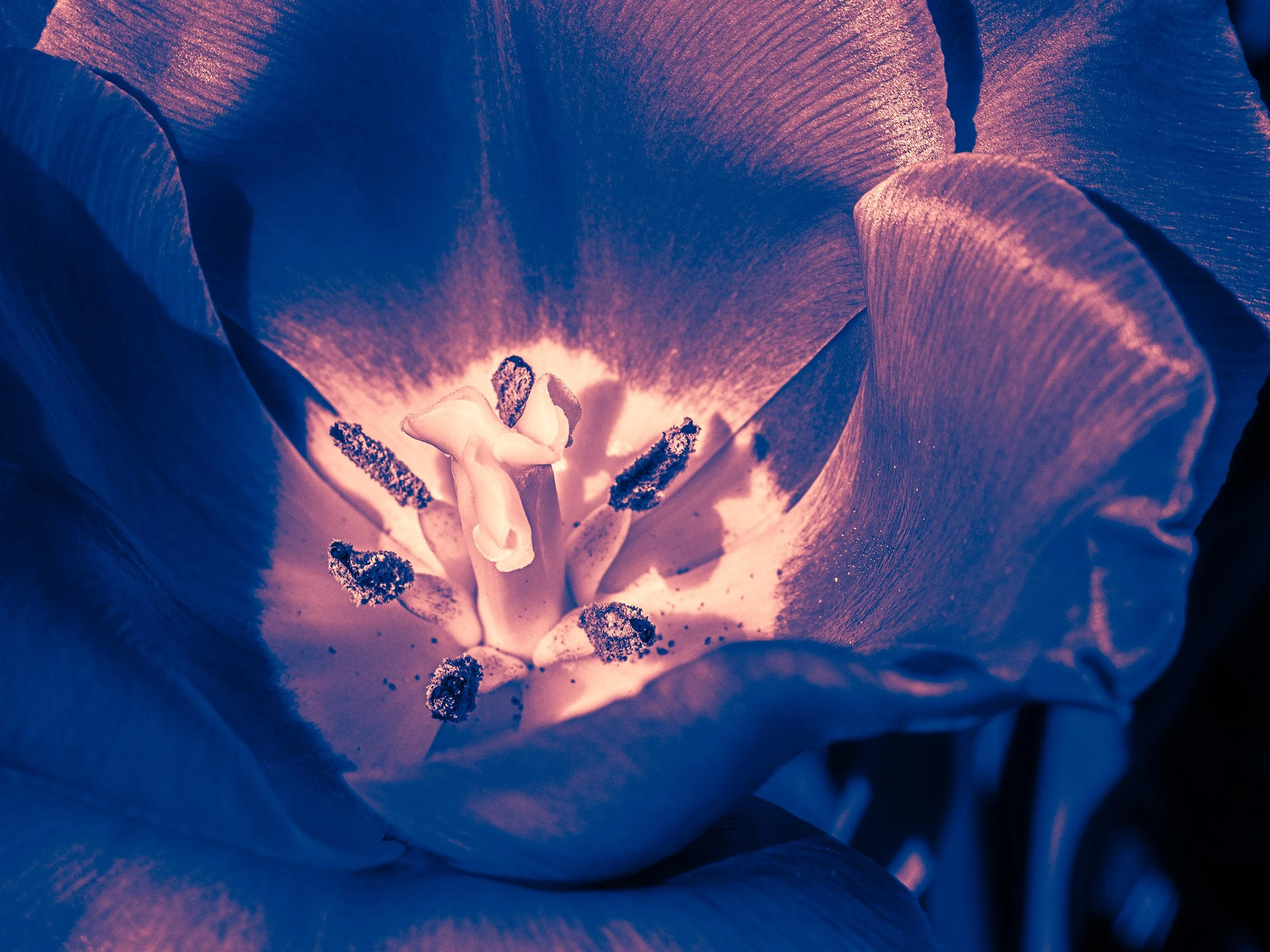 julia-camardese-tulips-13.jpg