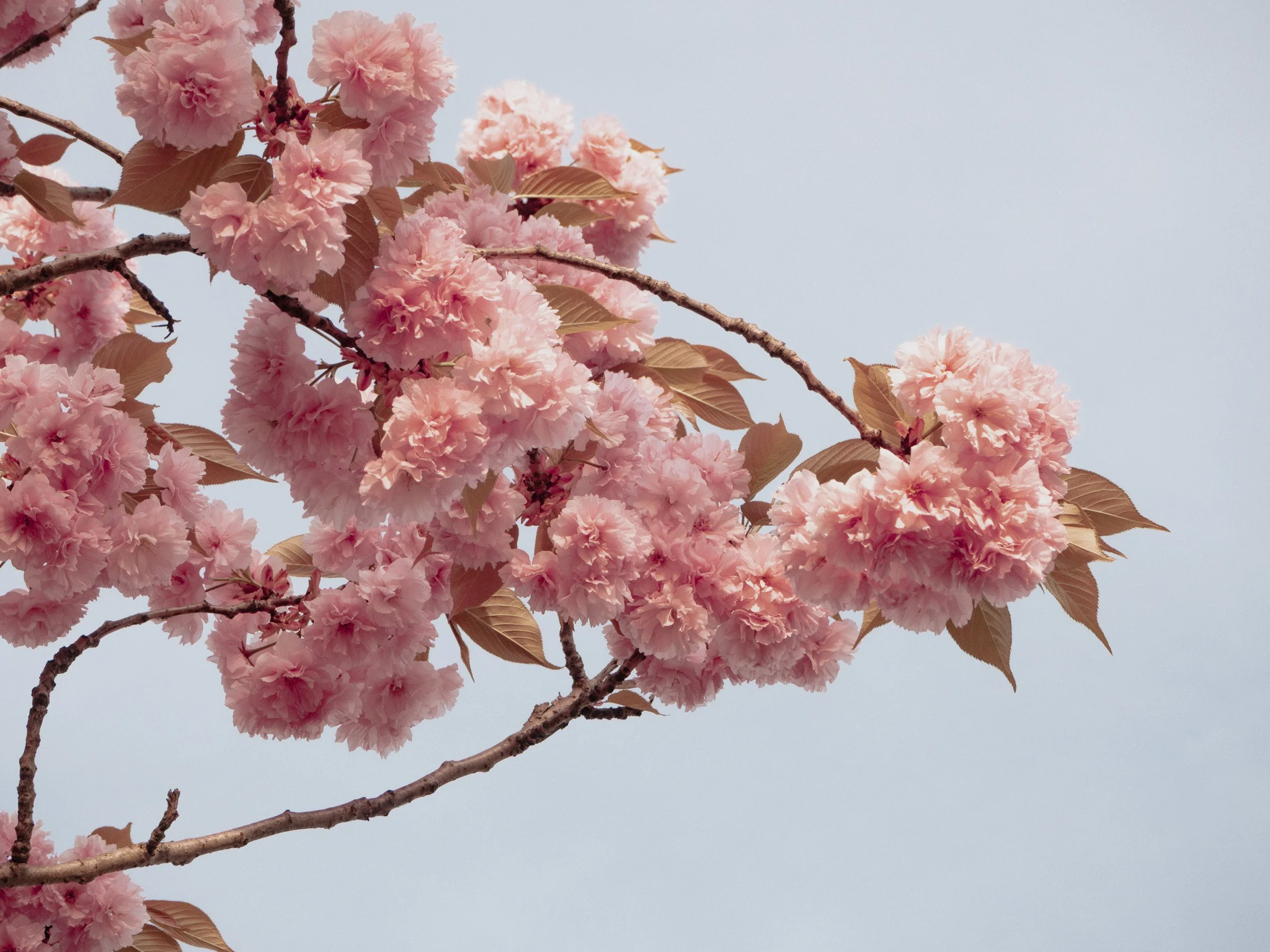 julia-camardese-bloom-04.jpg