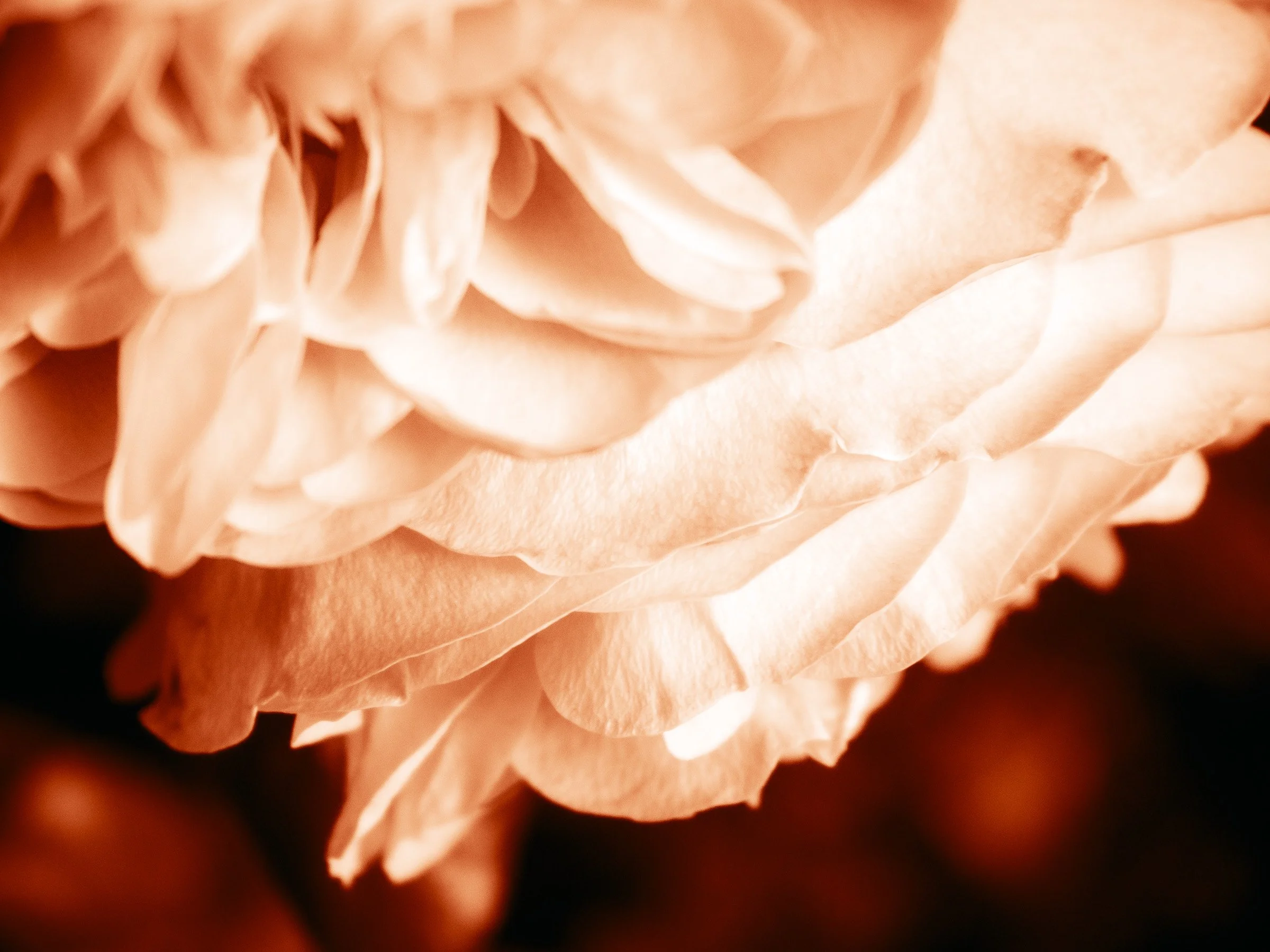 julia-camardese-roses-28.jpg