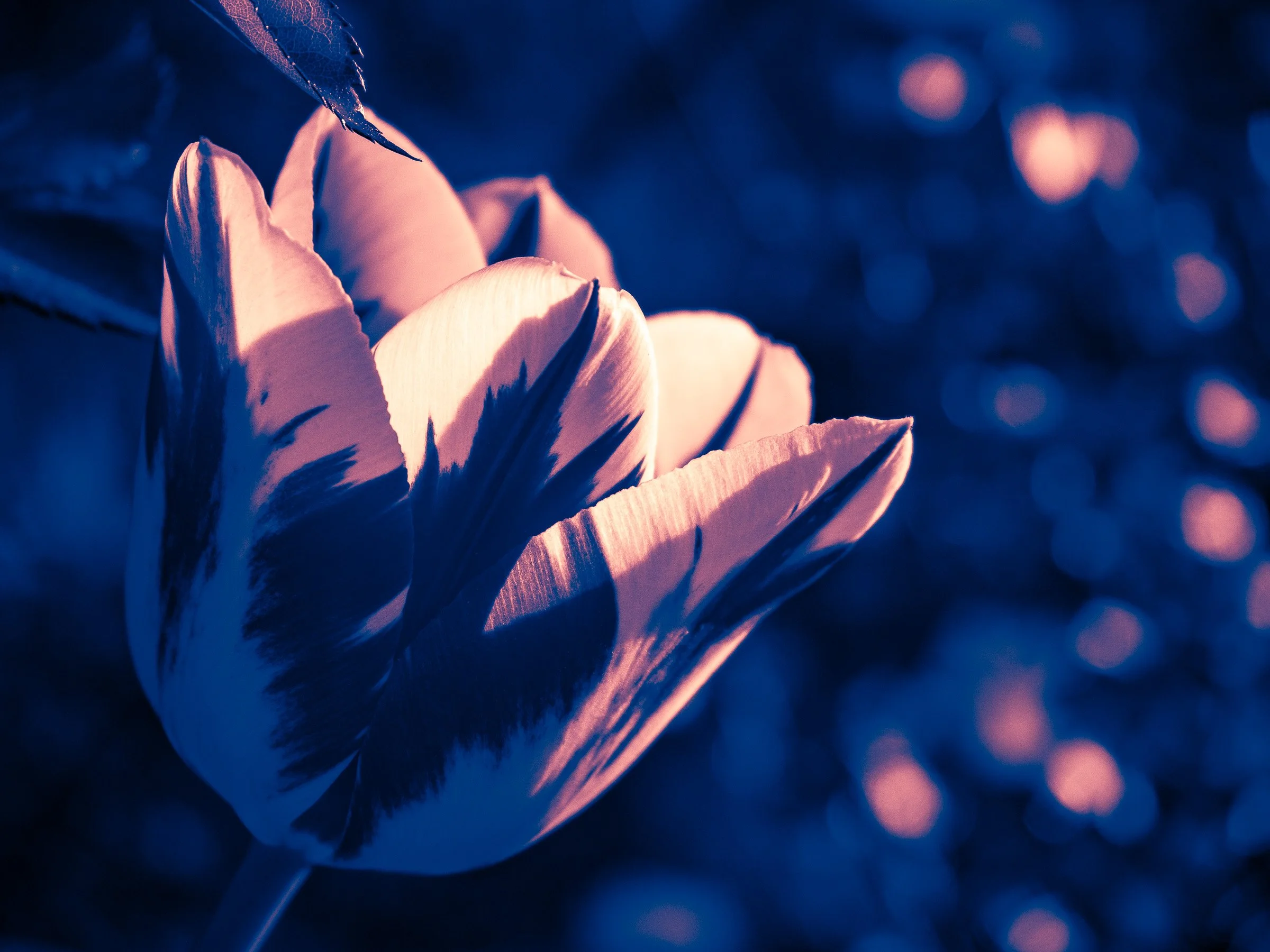 julia-camardese-tulips-03.jpg