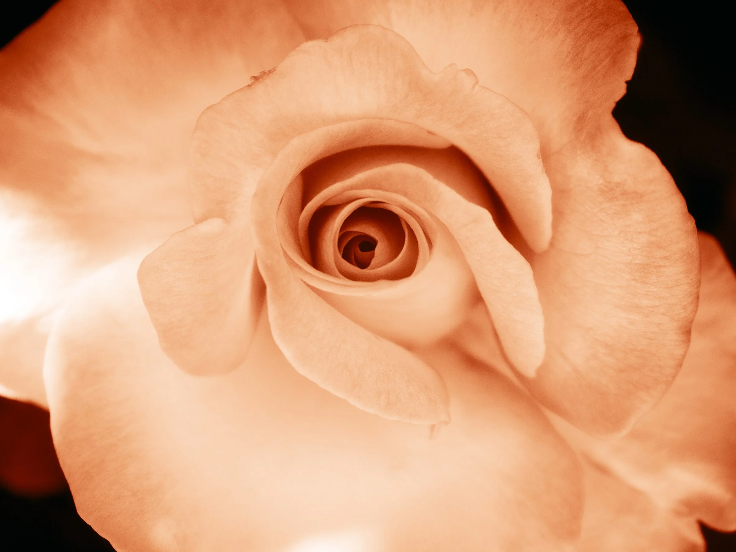 julia-camardese-roses-01.jpg