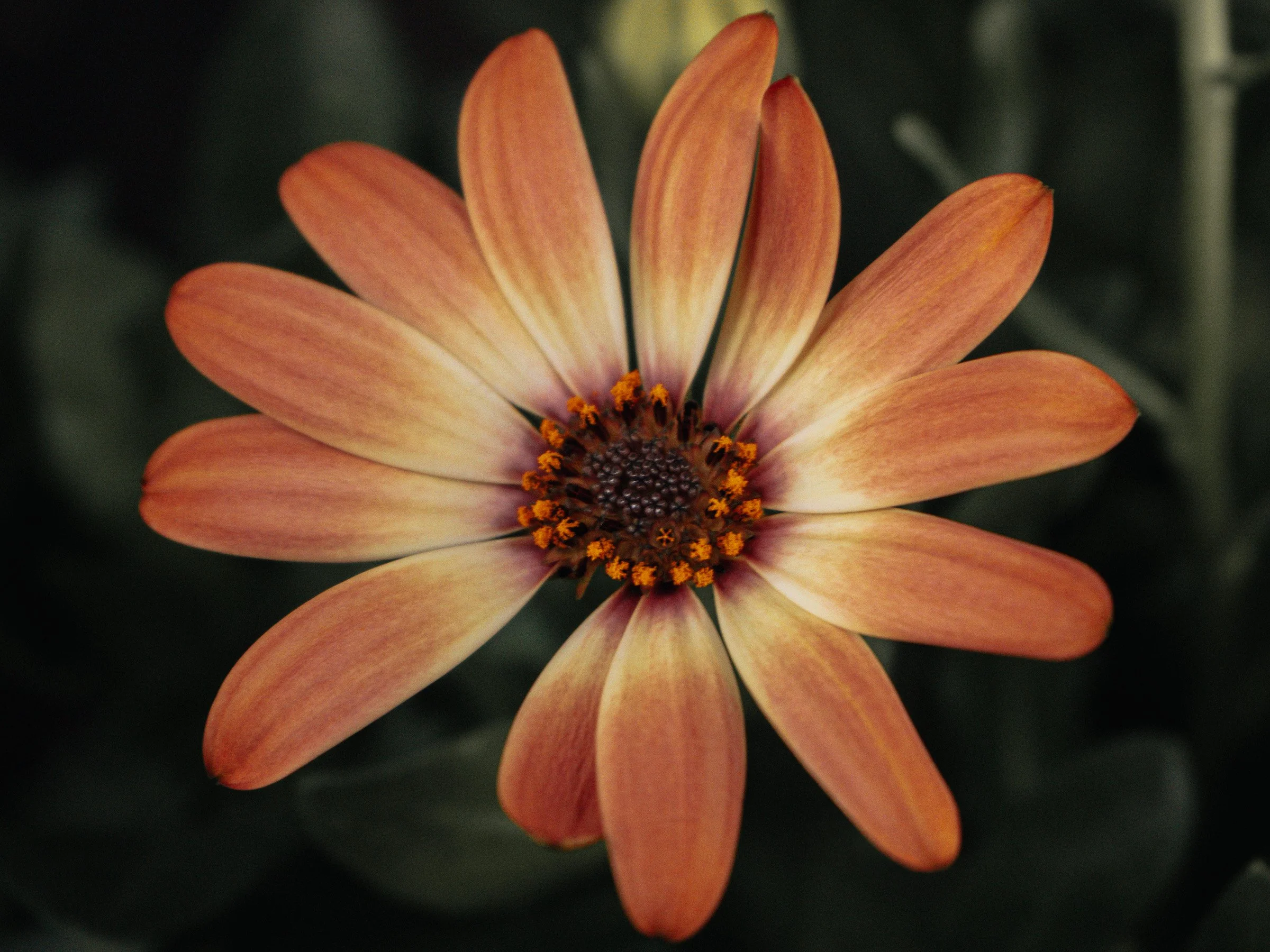 julia-camardese-bloom-01.jpg