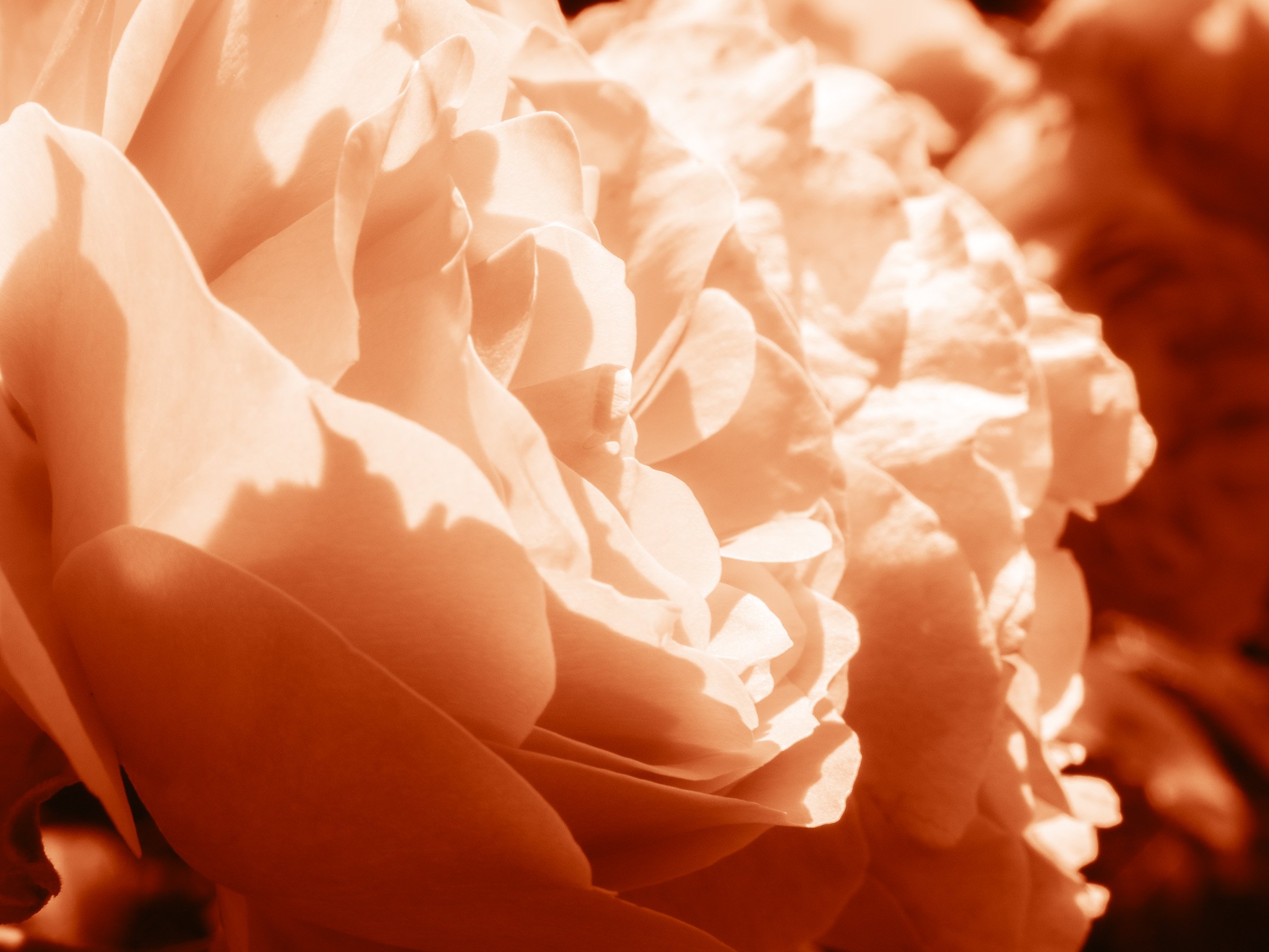 julia-camardese-roses-21.jpg