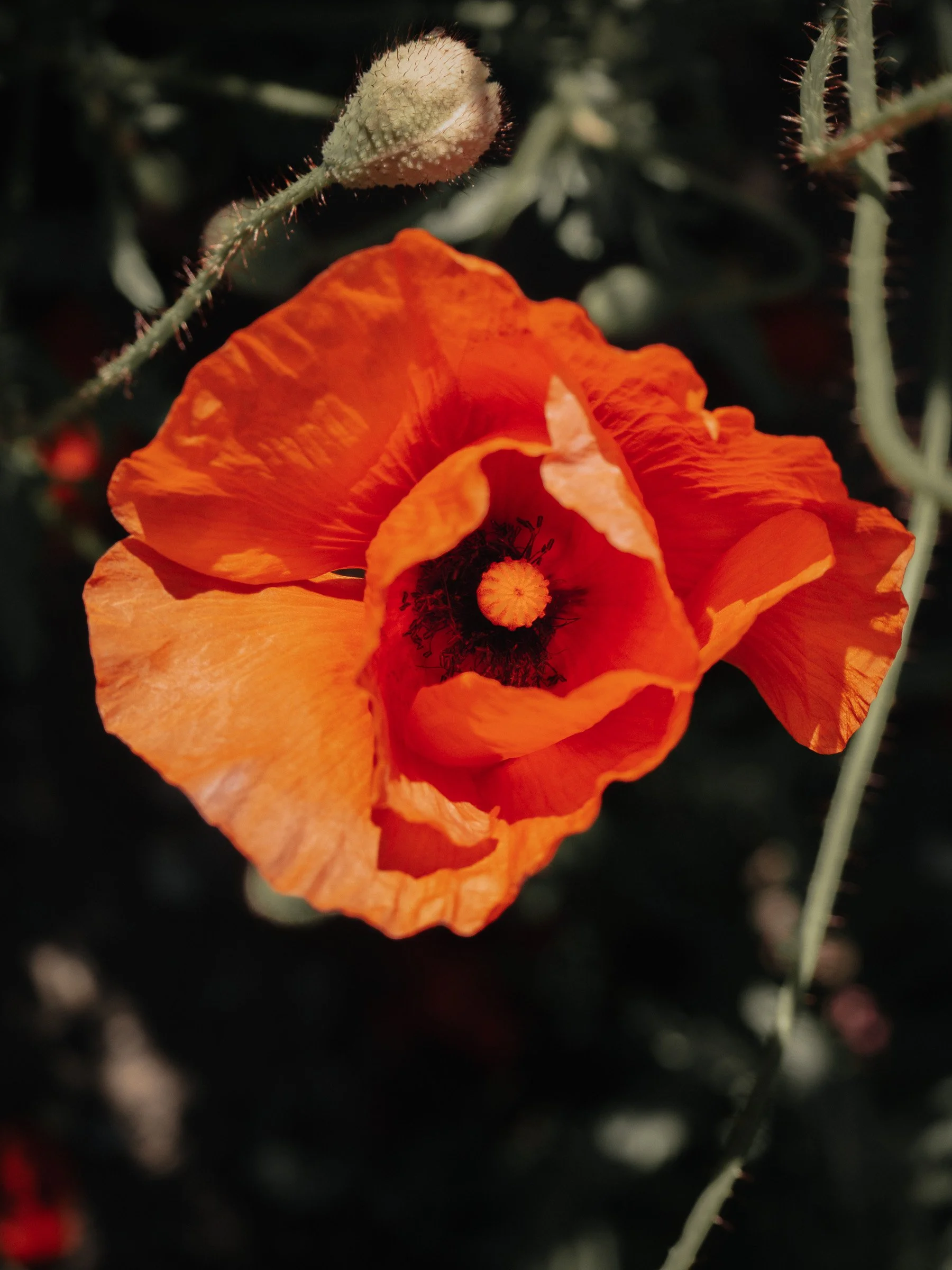 julia-camardese-bloom-10.jpg