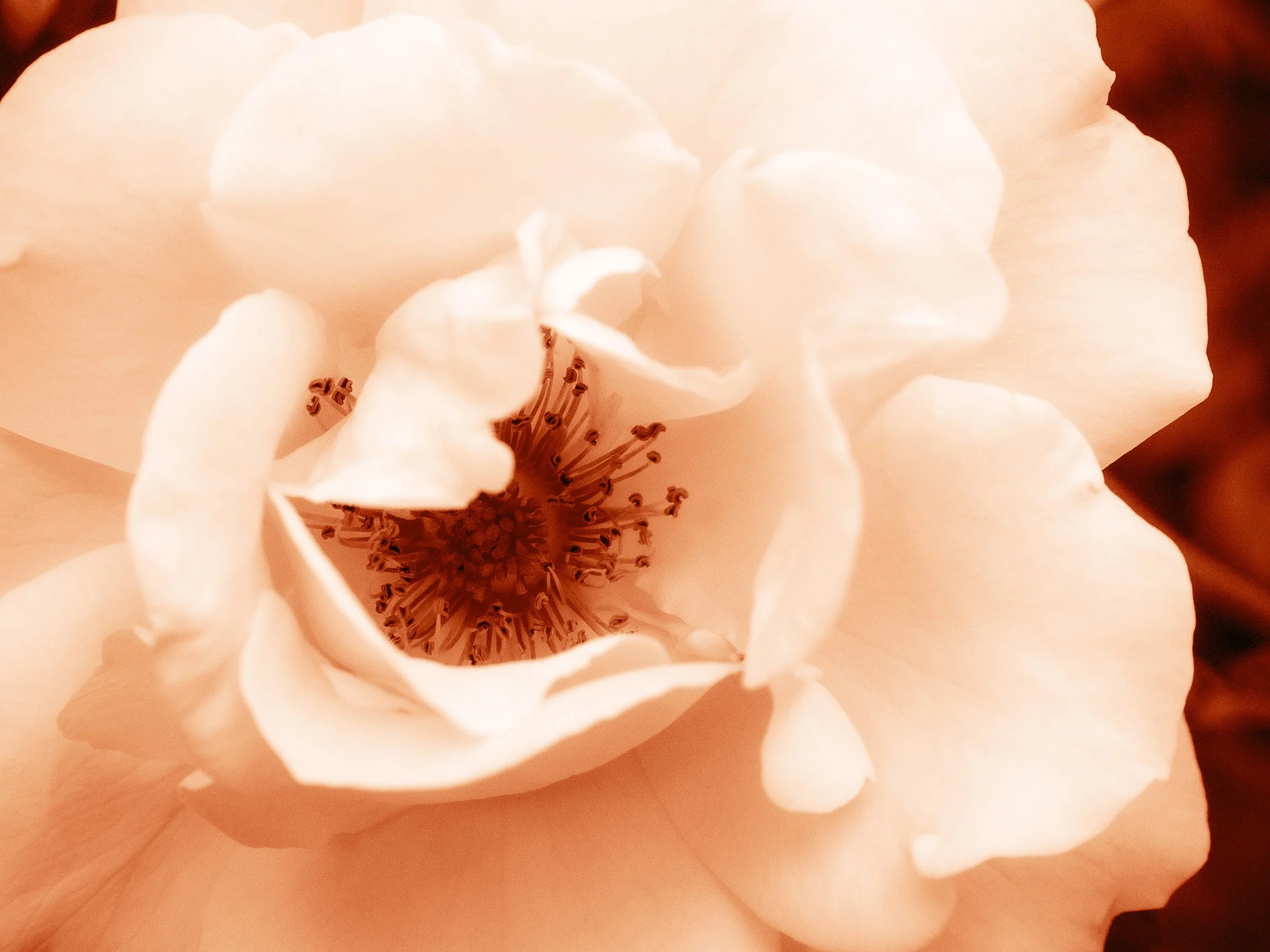 julia-camardese-roses-08.jpg