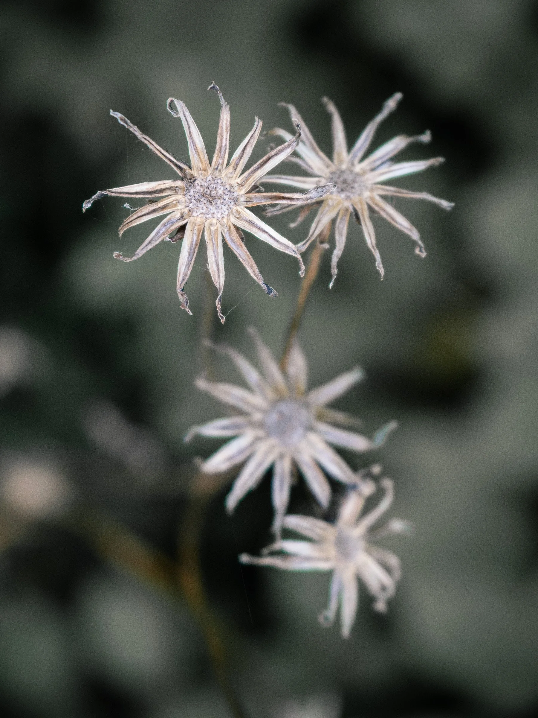 julia-camardese-transitions-01.jpg